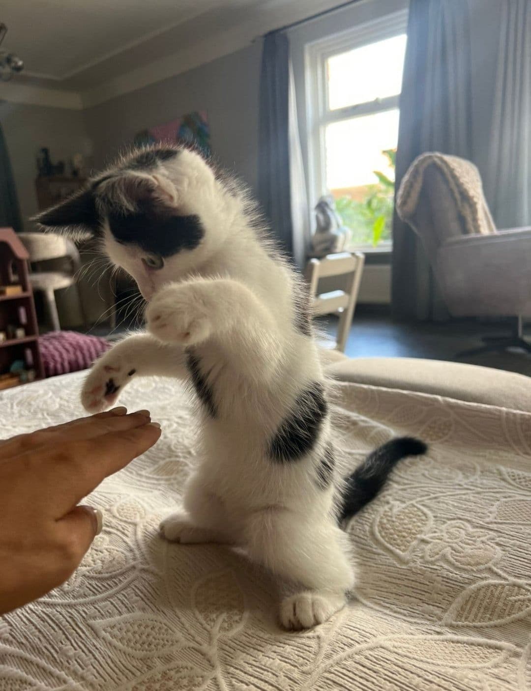 Maine Coon kitten te koop in HEESWIJK-DINTHER: Halve Maine Coon kitten, foto 4