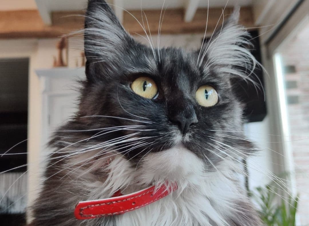 Maine Coon kitten te koop in HEESWIJK-DINTHER: Halve Maine Coon kitten, foto 5