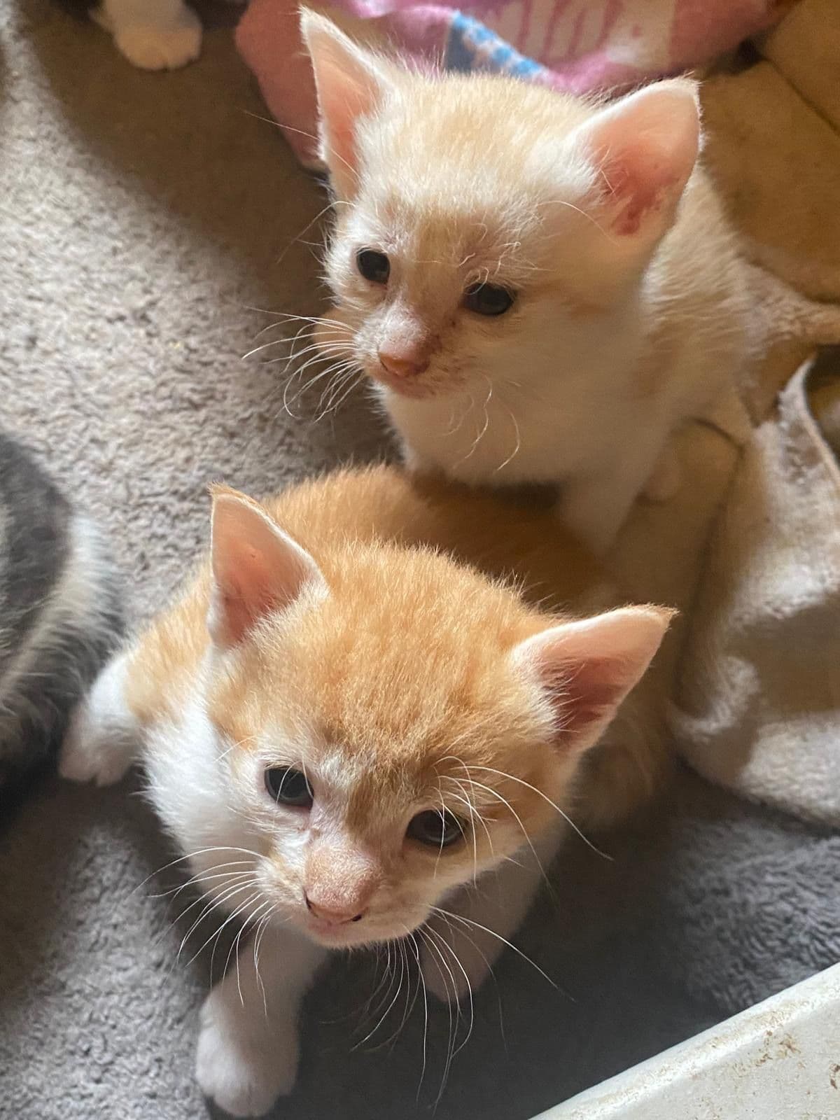 Europese Korthaar kitten te koop in SINT GEERTRUID: Europese korthaar kittens te koop!, foto 2