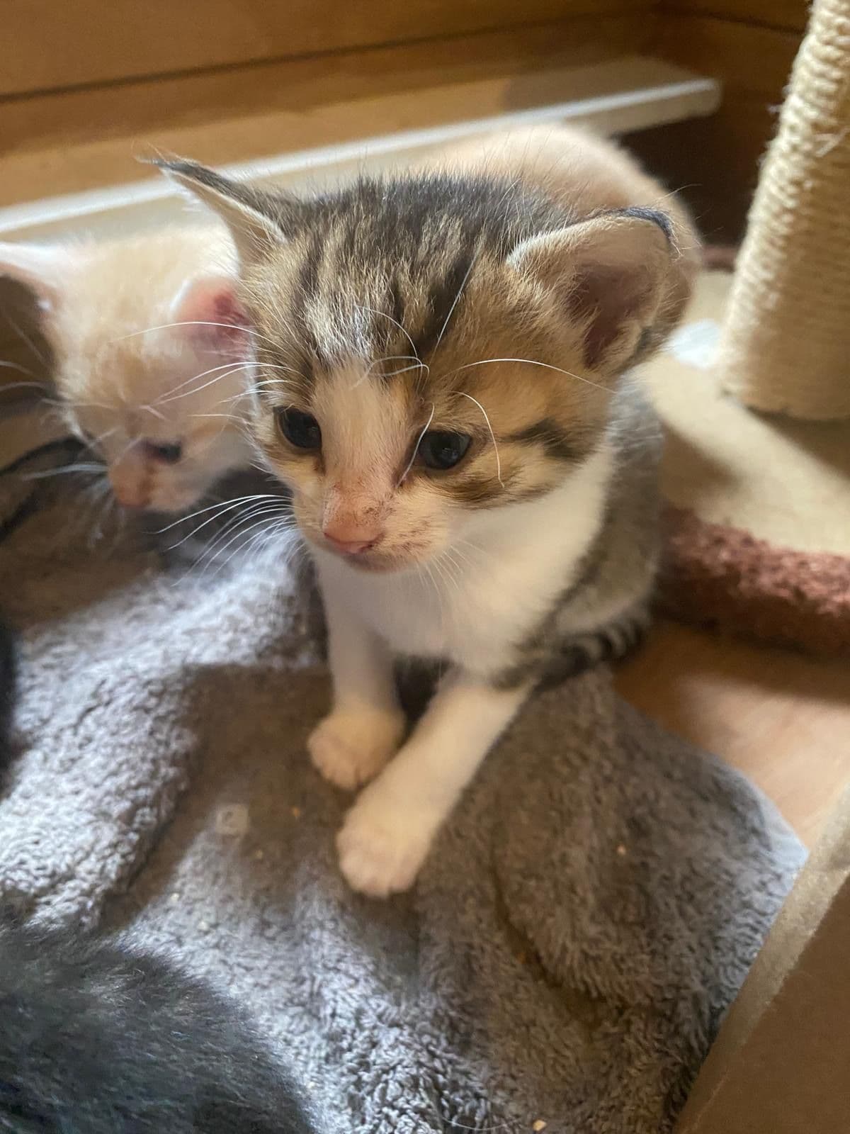 Europese Korthaar kitten te koop in SINT GEERTRUID: Europese korthaar kittens te koop!, foto 3