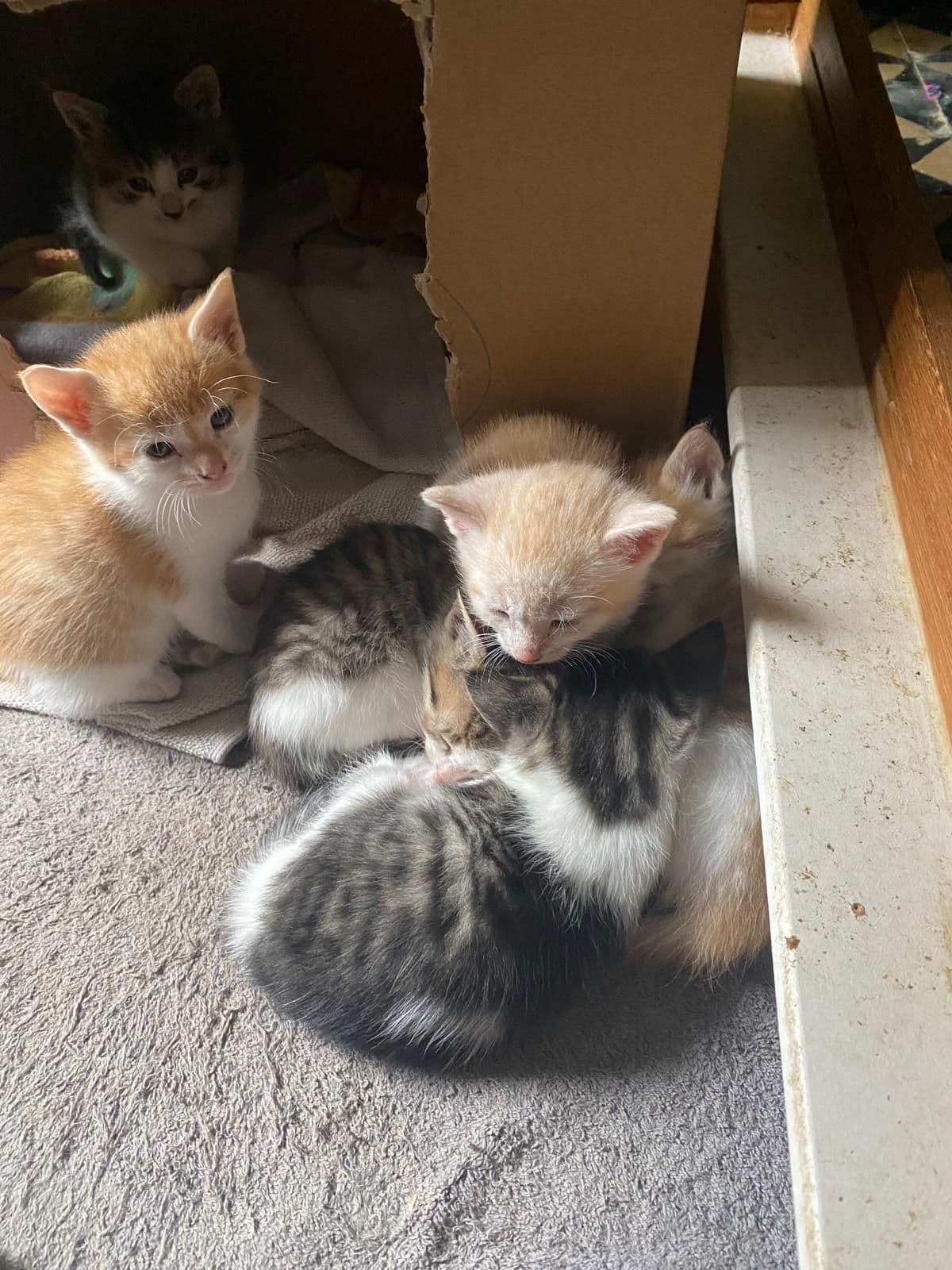 Europese Korthaar kitten te koop in SINT GEERTRUID: Europese korthaar kittens te koop!, foto 4