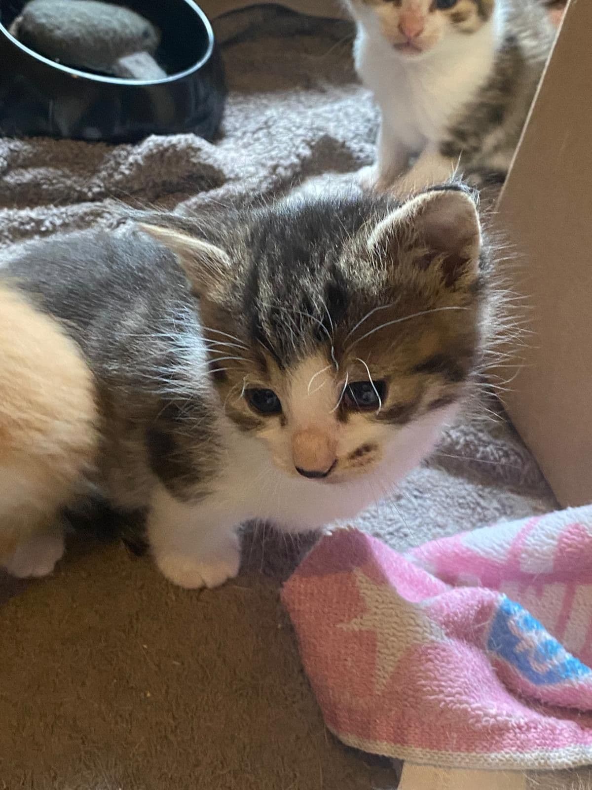Europese Korthaar kitten te koop in SINT GEERTRUID: Europese korthaar kittens te koop!, foto 5