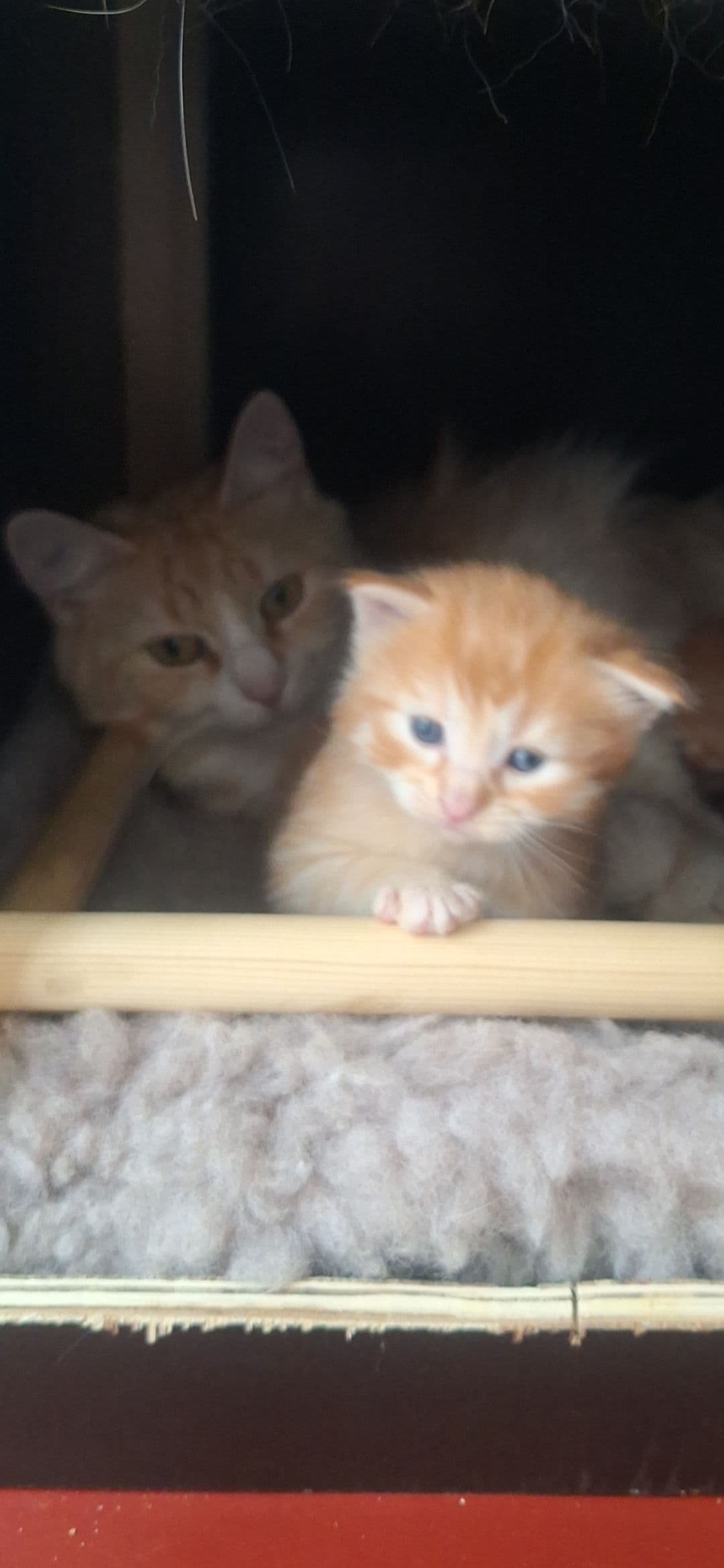 Maine Coon kitten te koop in Rotterdam: Prachtige 3/4 Maine Coon & Noorse Boskat tijgertjes, foto 2