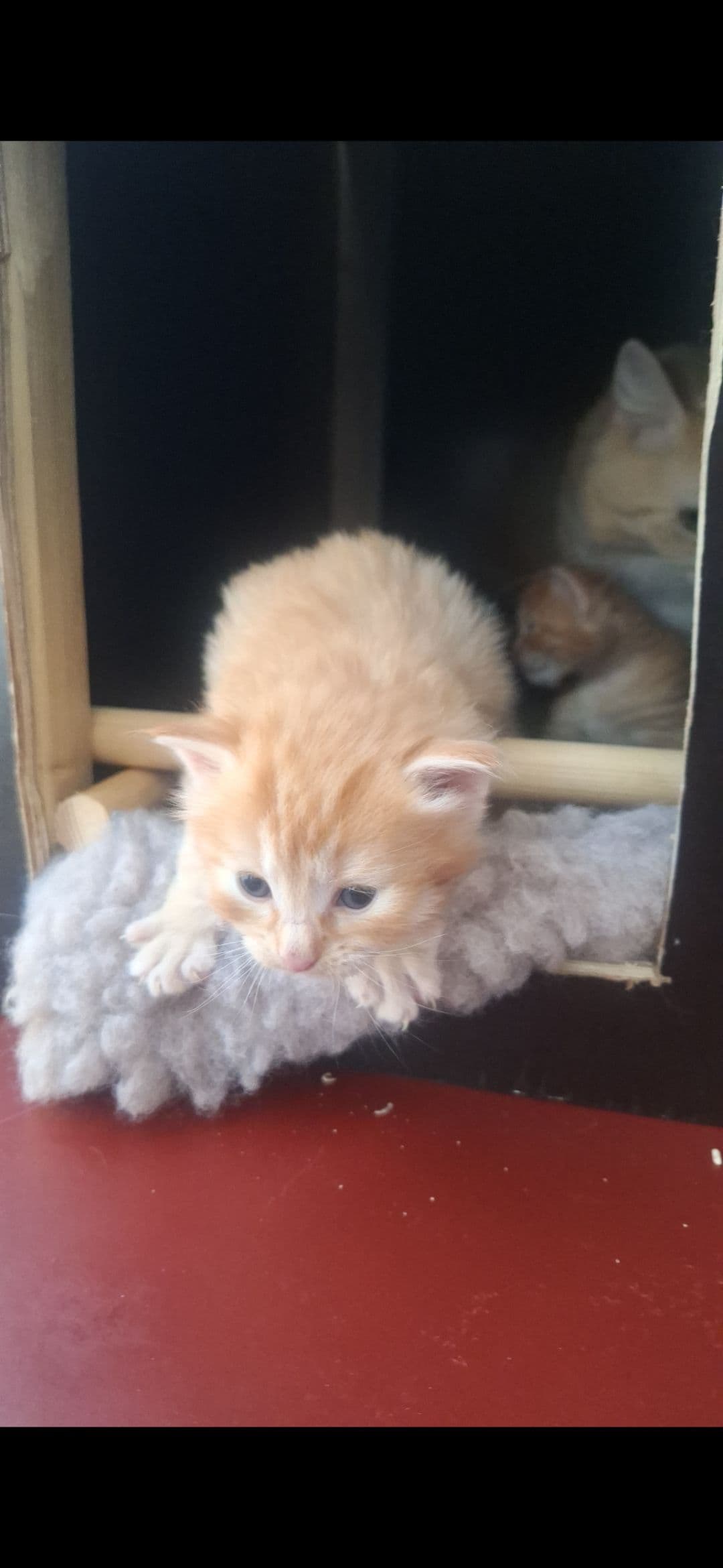Maine Coon kitten te koop in Rotterdam: Prachtige 3/4 Maine Coon & Noorse Boskat tijgertjes, foto 3