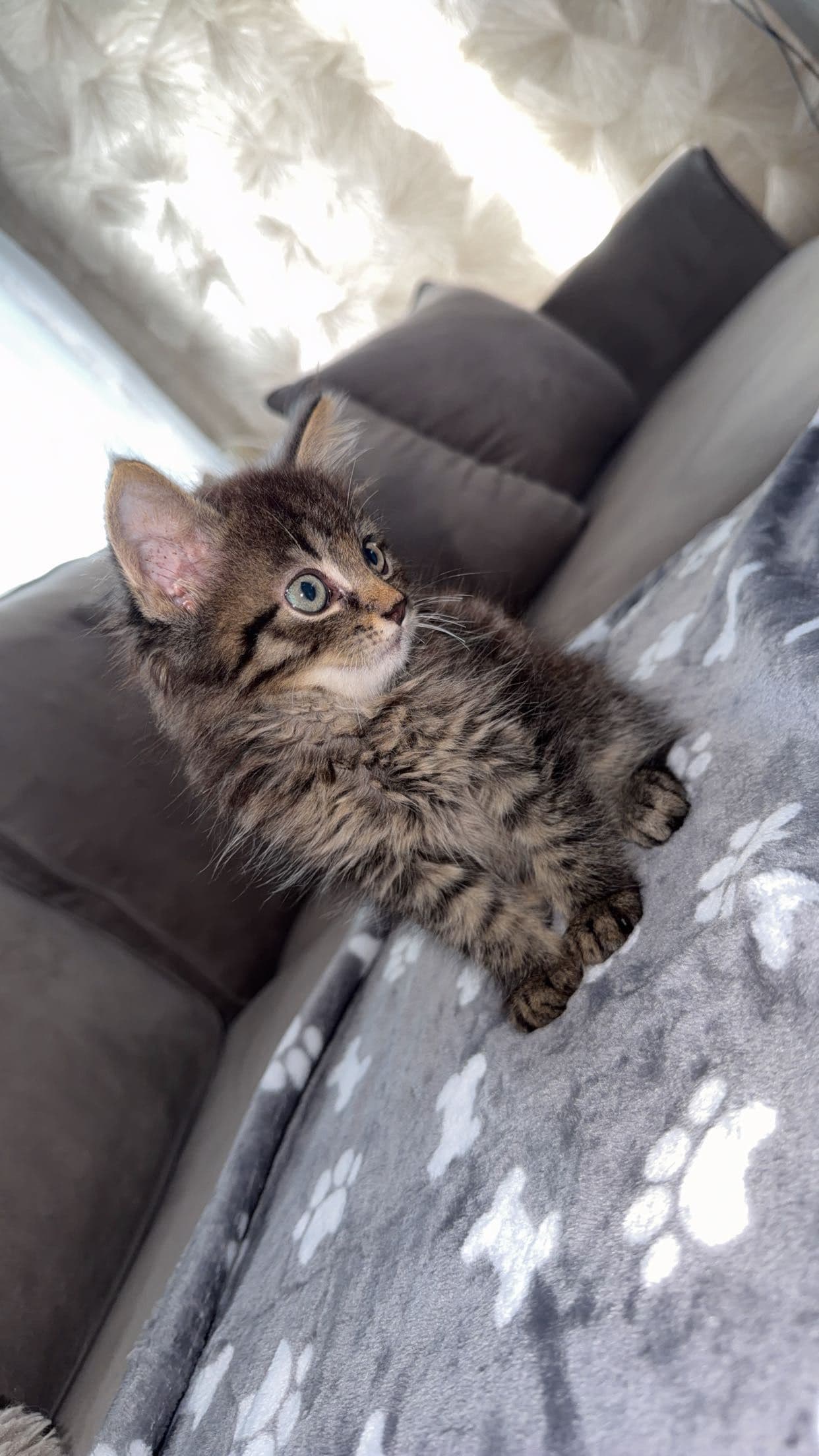Europese Korthaar kitten te koop in Velp: Hele schattige kitten, foto 2