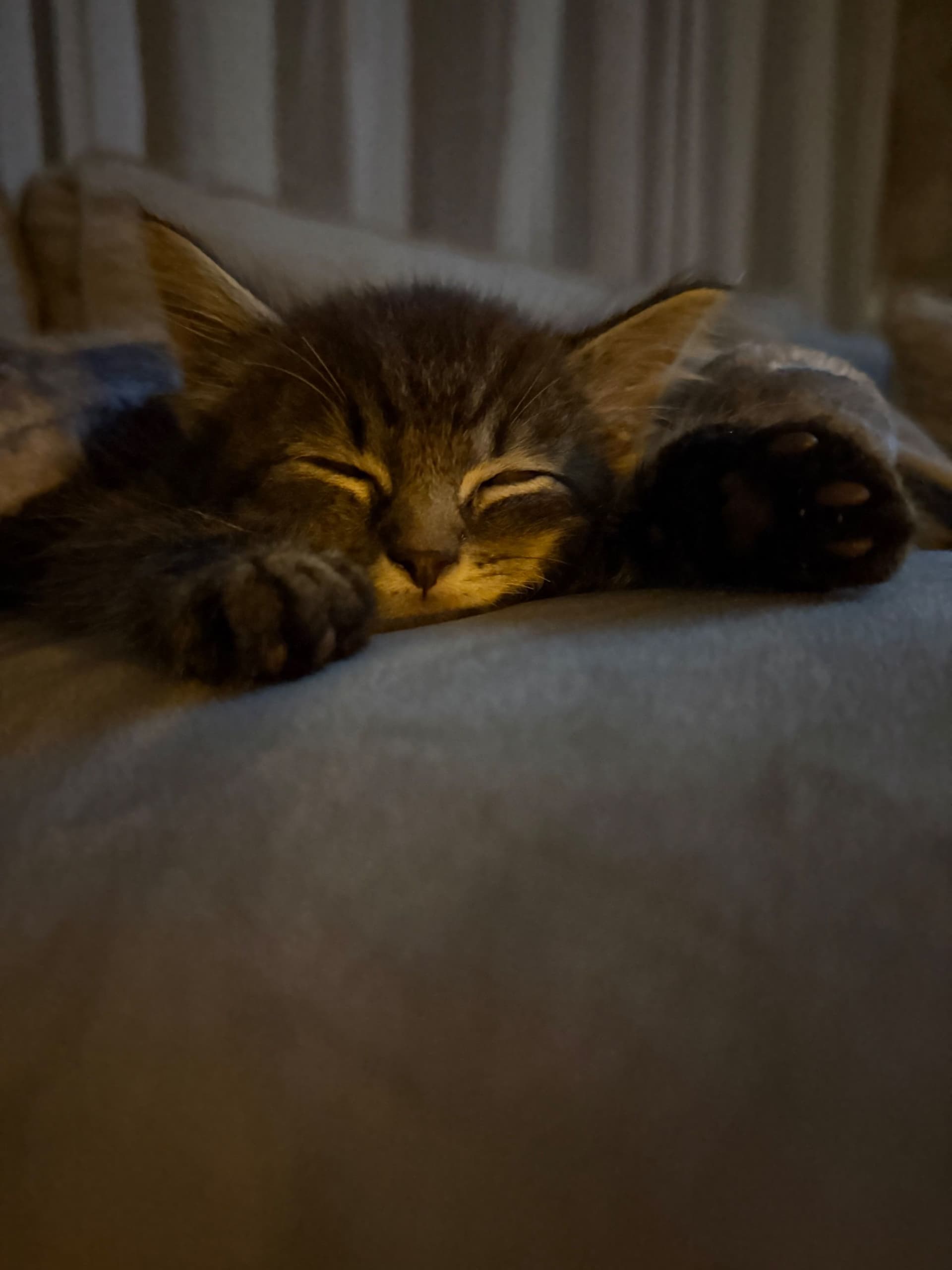 Europese Korthaar kitten te koop in Velp: Hele schattige kitten, foto 3