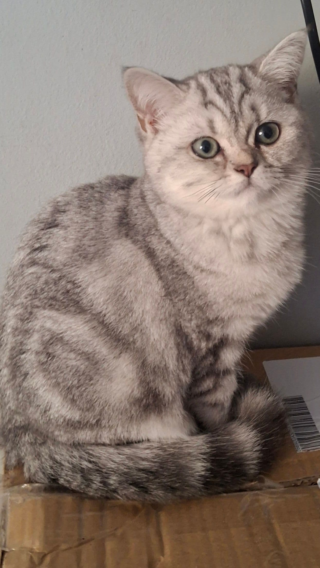 Brits Korthaar kitten te koop in son en breugel: aangeboden 2 schattige brits korthaar kittens, foto 2
