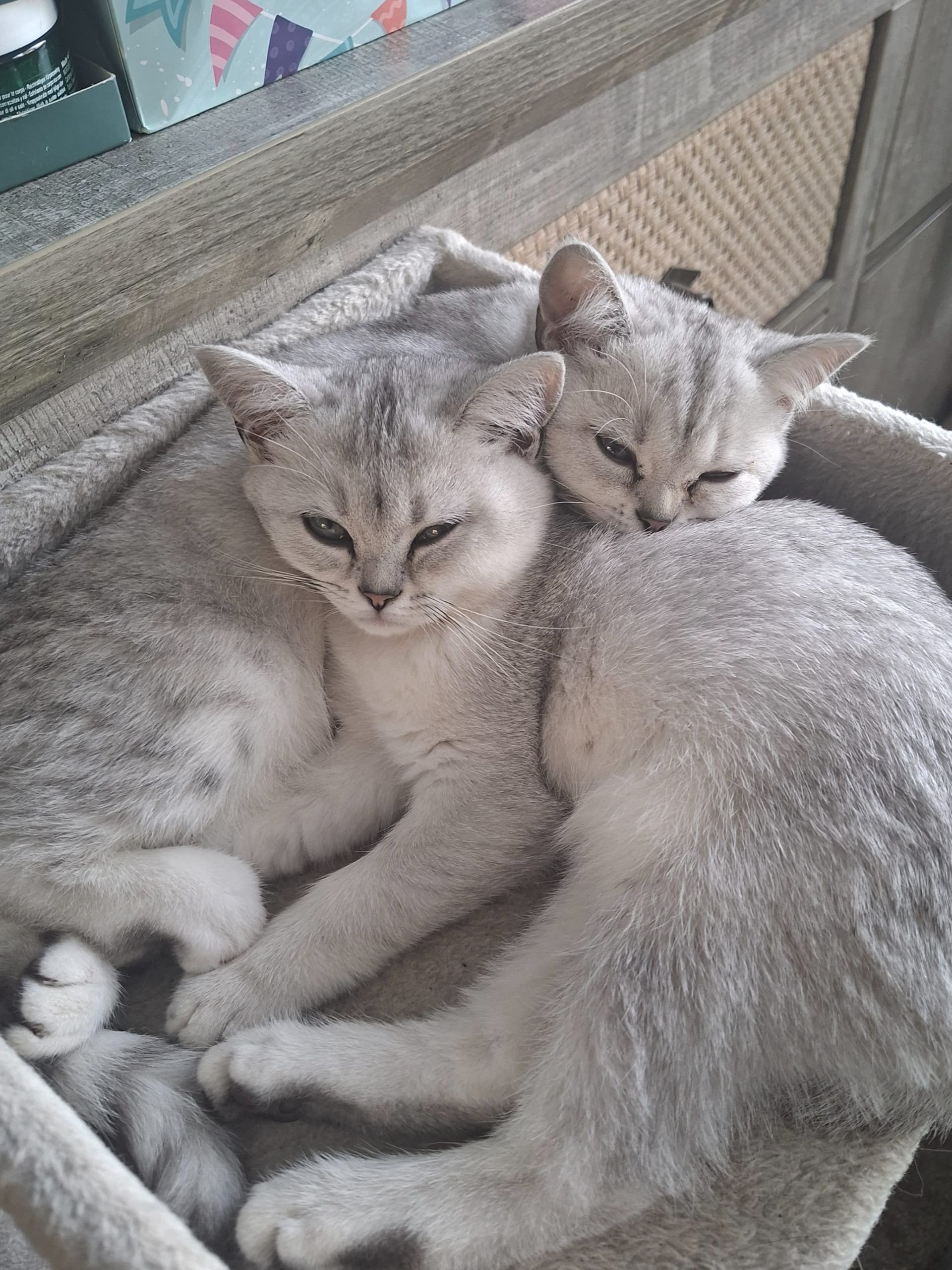 Brits Korthaar kitten te koop in son en breugel: aangeboden 2 schattige brits korthaar kittens, foto 3