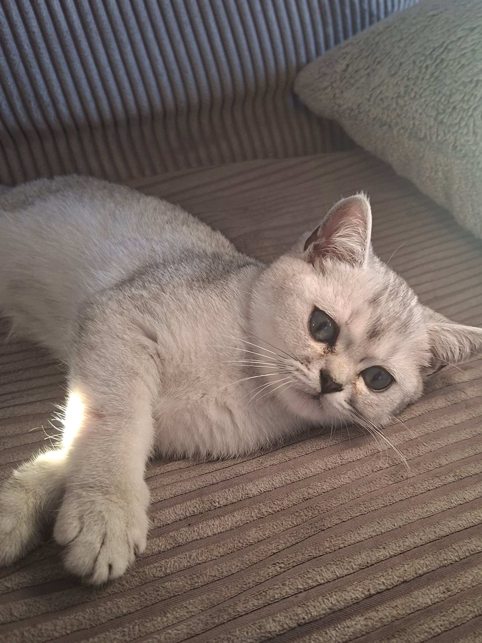 Brits Korthaar kitten te koop in son en breugel: aangeboden 2 schattige brits korthaar kittens, foto 4