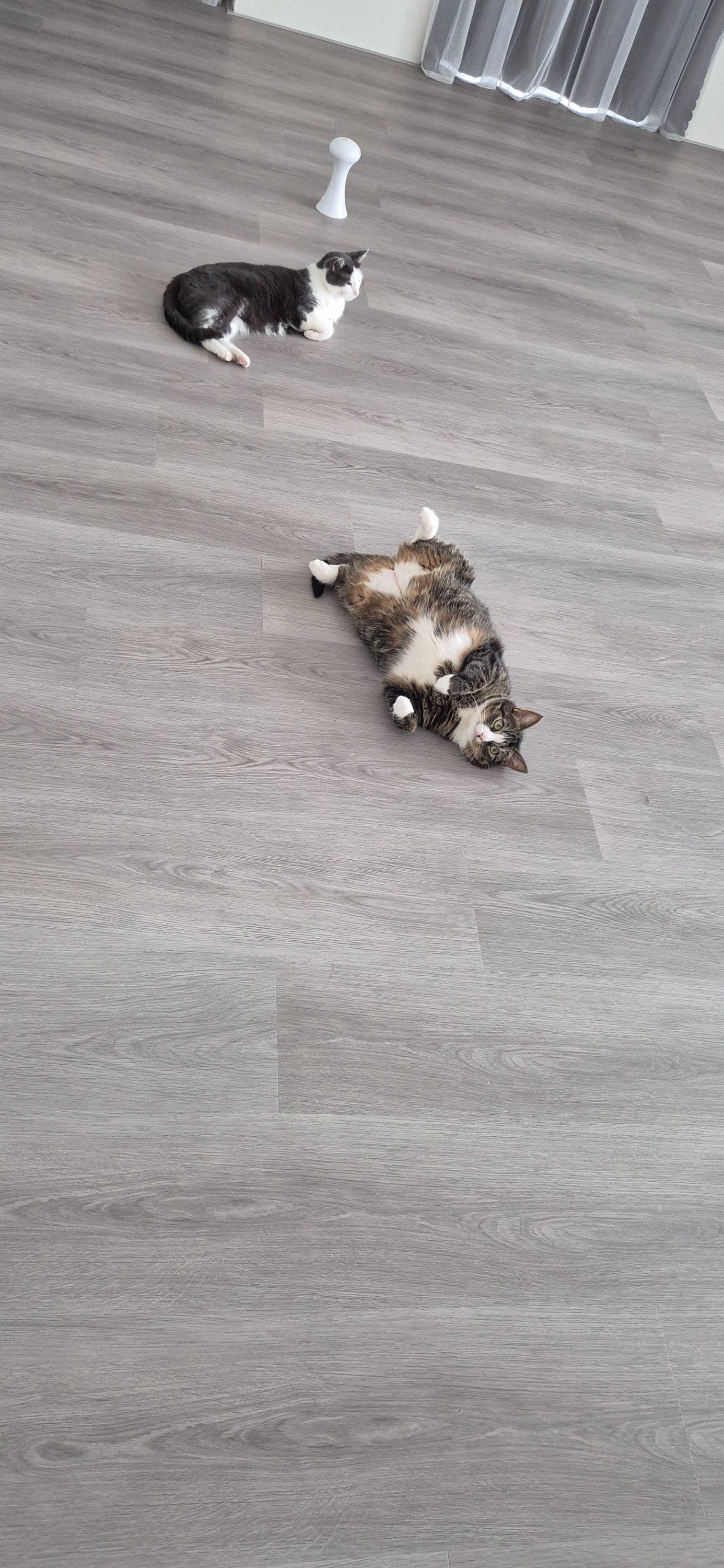 Europese Korthaar kitten te koop in Amsterdam: Meisje 7 jaar oud zoekt nieuw huis, foto 2