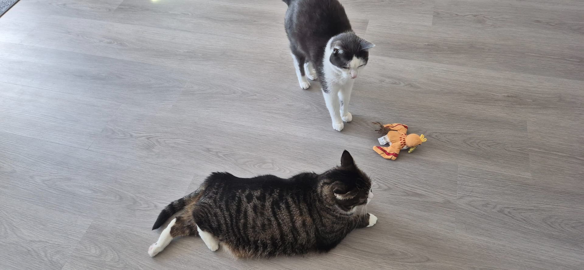 Europese Korthaar kitten te koop in Amsterdam: Meisje 7 jaar oud zoekt nieuw huis, foto 3