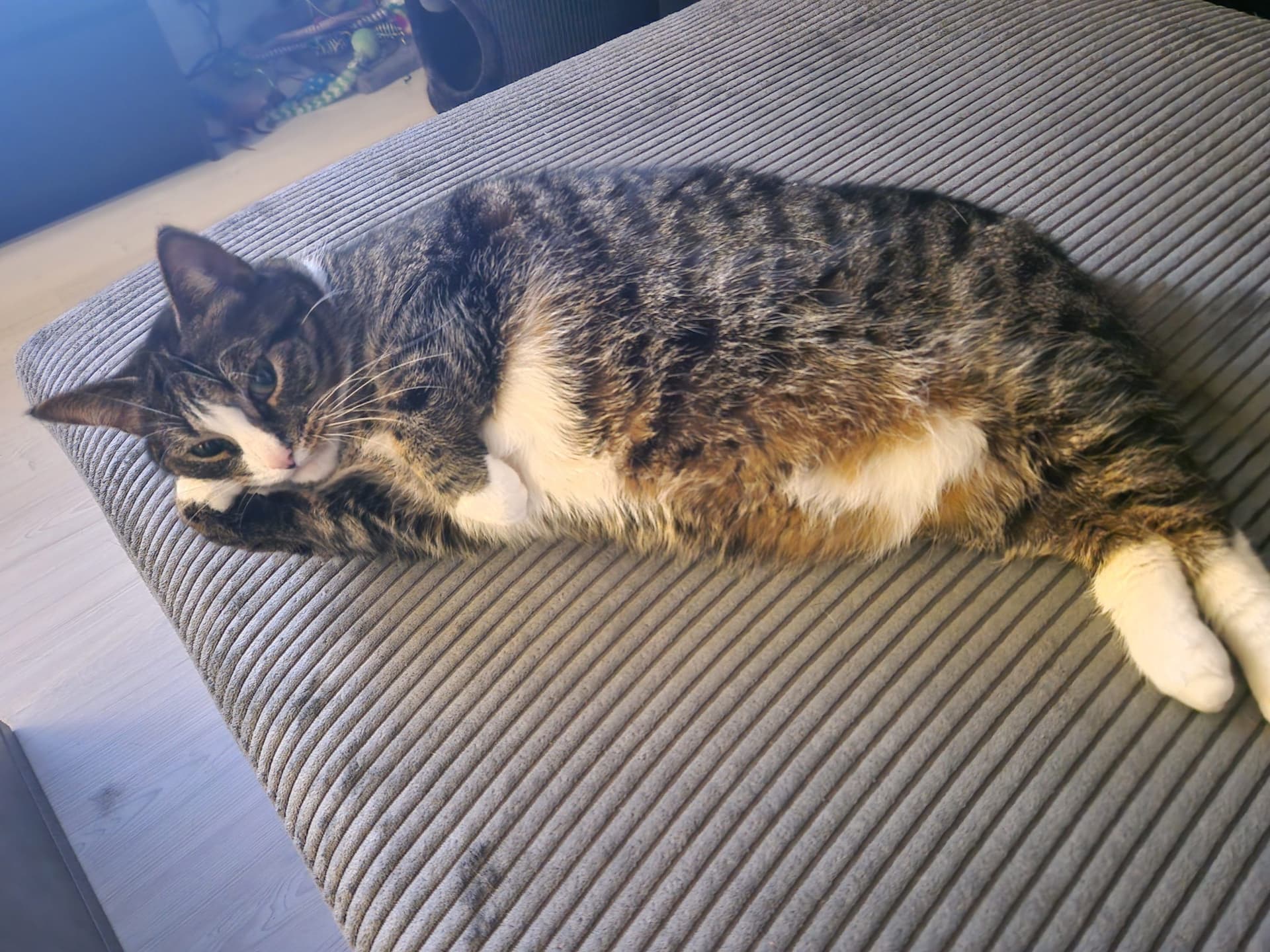 Europese Korthaar kitten te koop in Amsterdam: Meisje 7 jaar oud zoekt nieuw huis, foto 5
