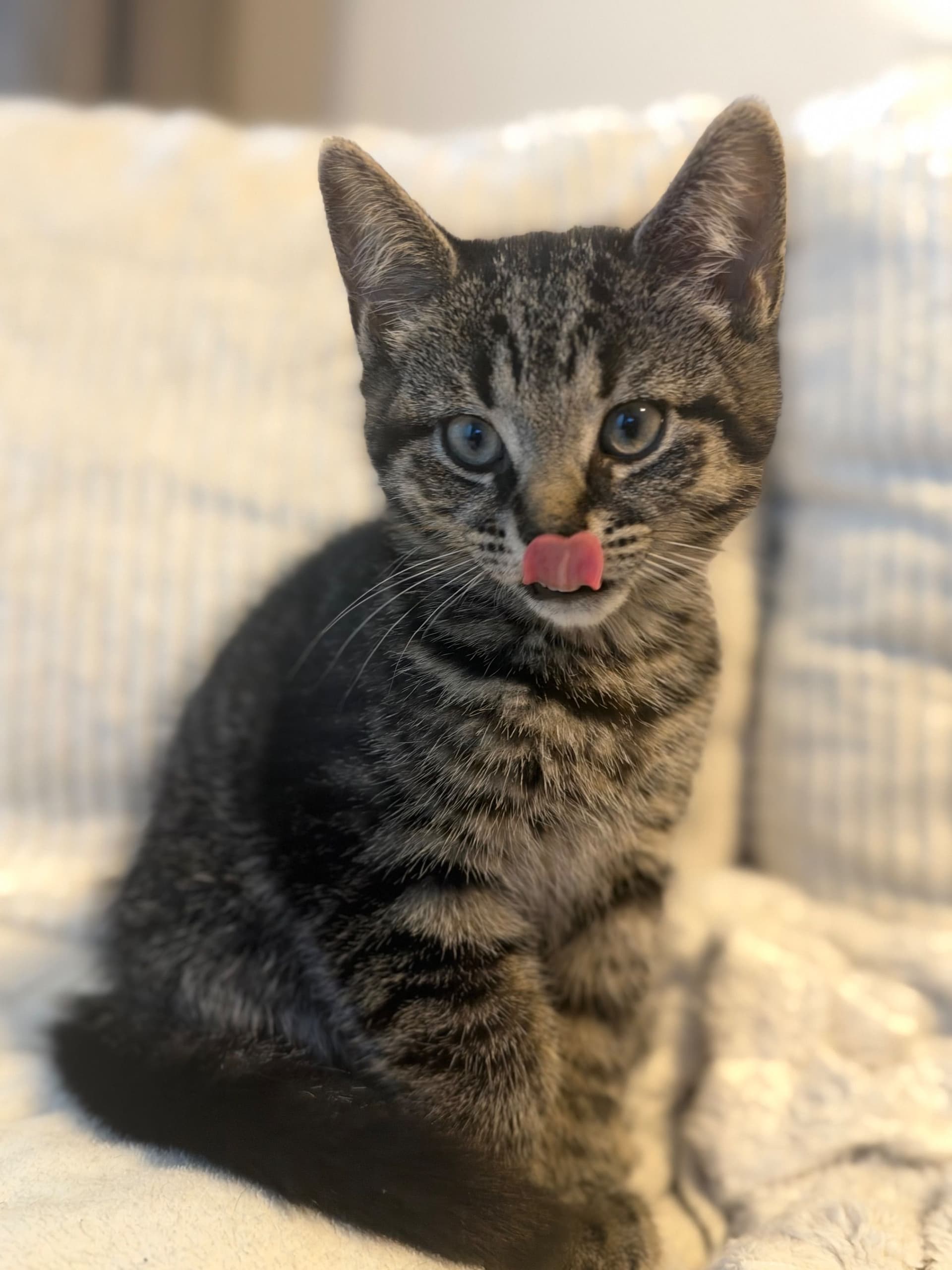 Brits Korthaar kitten te koop in Purmerend: Britse korthaar uit Purmerend, foto 2