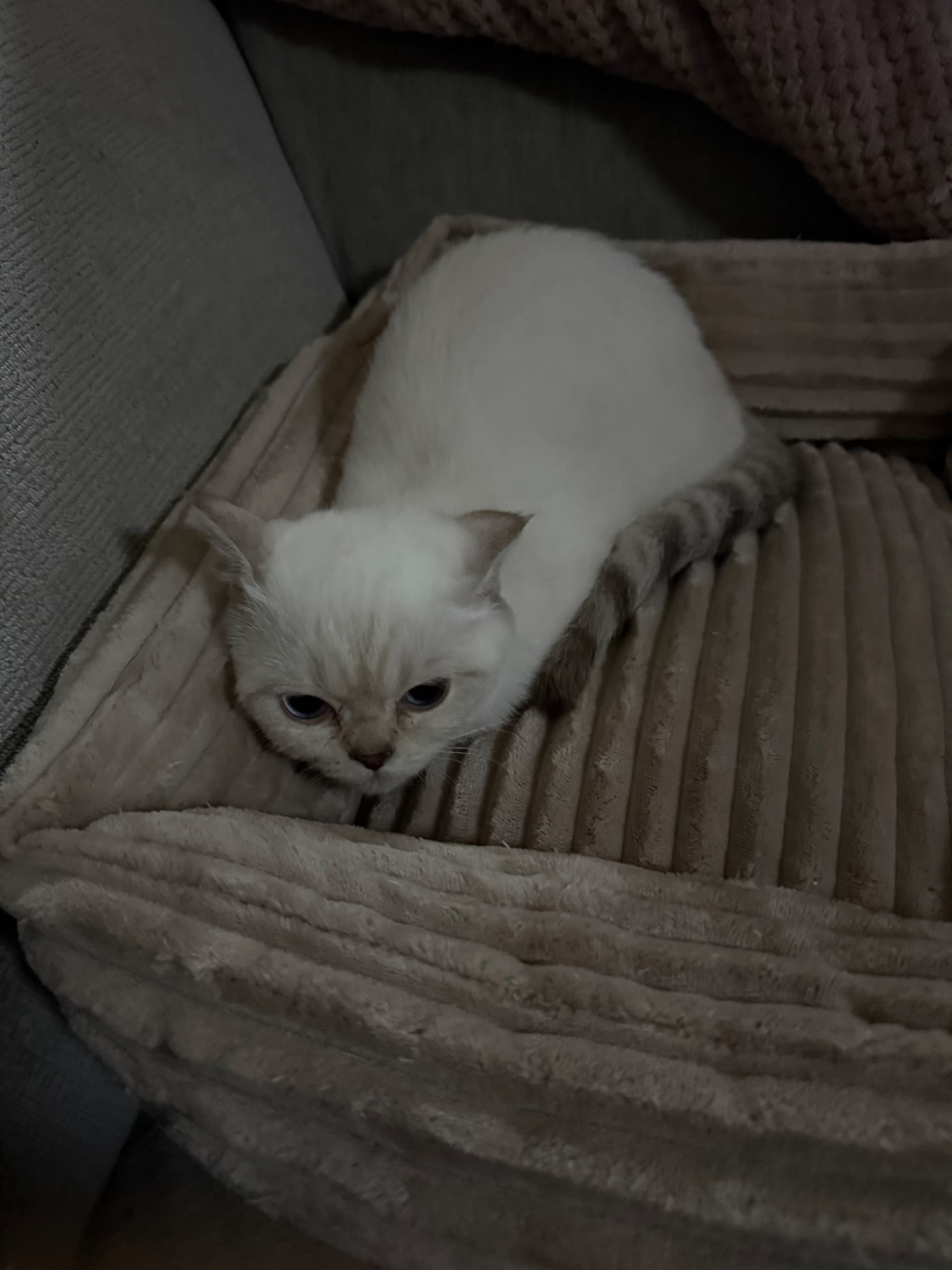 Brits Korthaar kitten te koop in deventer: britse korthaar silverpoint vacht, foto 2