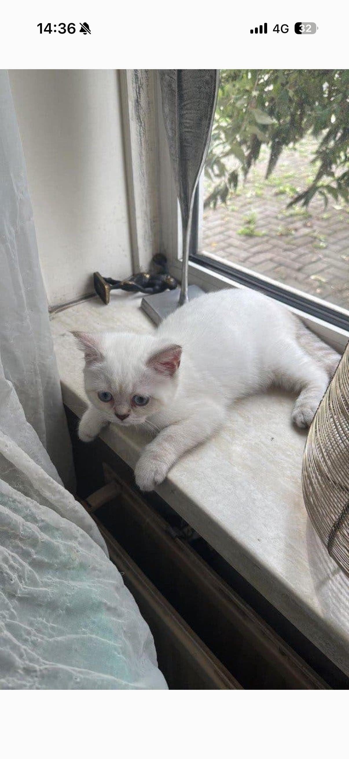 Brits Korthaar kitten te koop in deventer: britse korthaar silverpoint vacht, foto 3