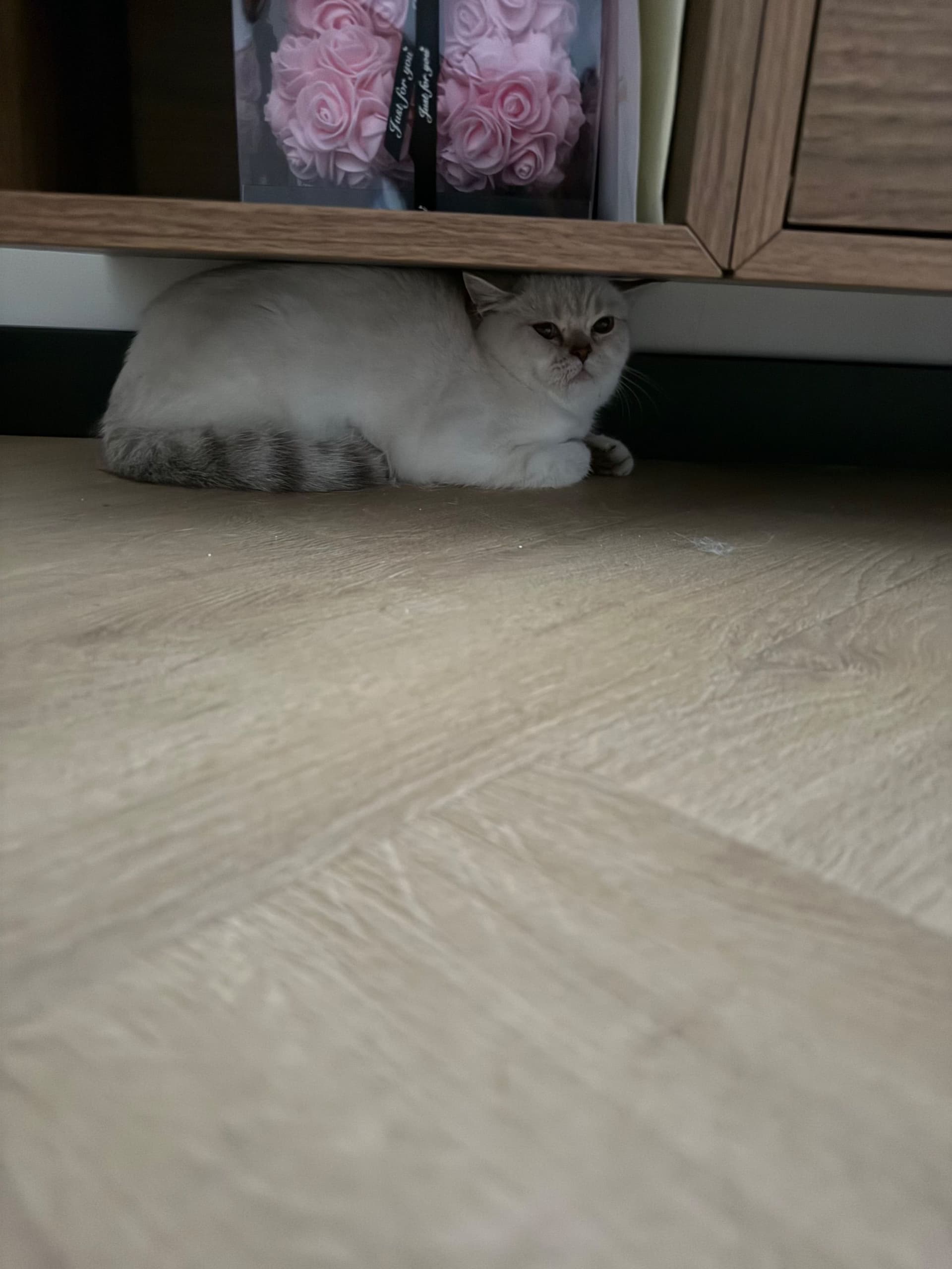 Brits Korthaar kitten te koop in deventer: britse korthaar silverpoint vacht, foto 4