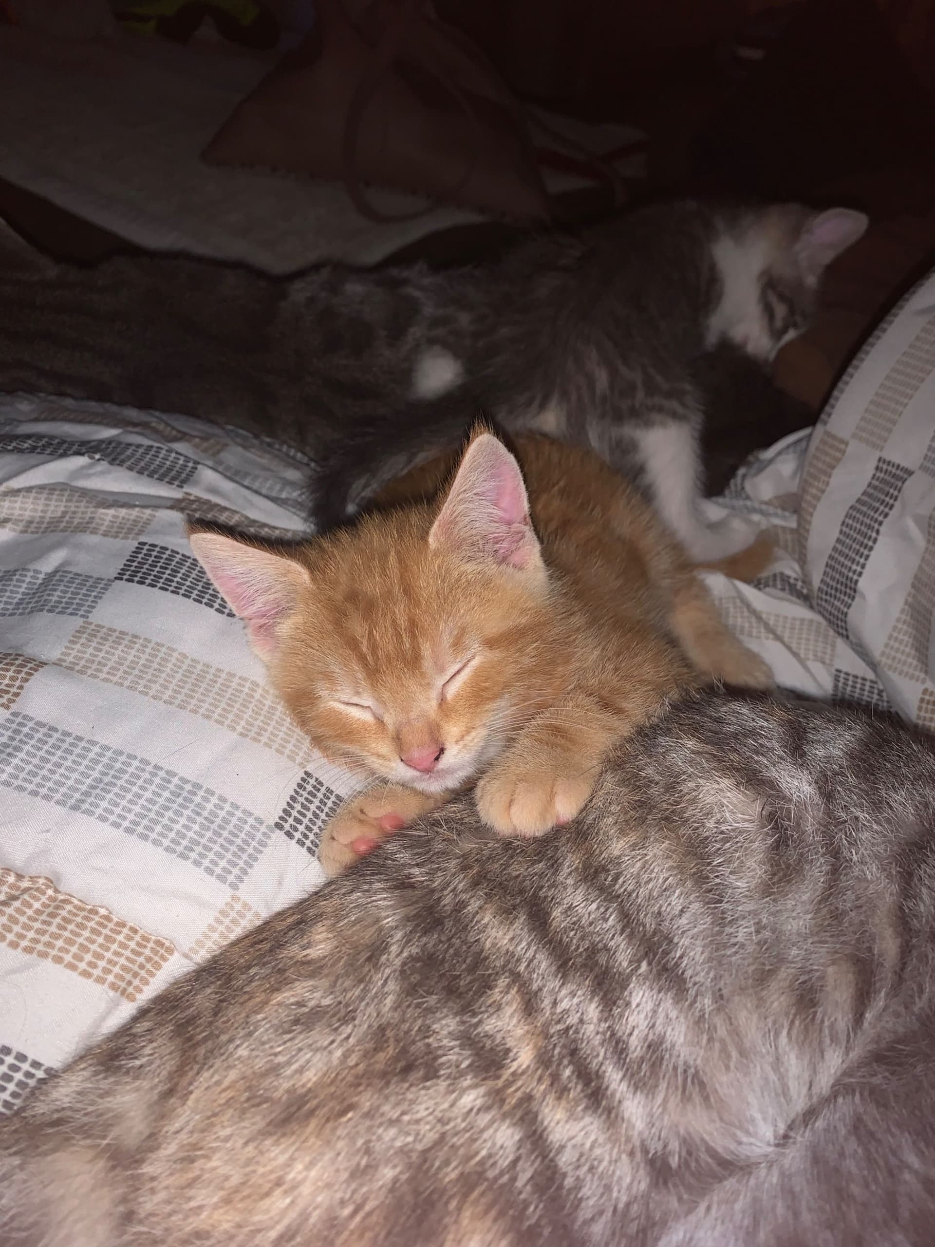 Europese Korthaar kitten te koop in Abcoude / Vinkeveen: Supermooi kitten(s) abcoude, Vinkeveen op zoek naar liefdevol nieuw huis, foto 2