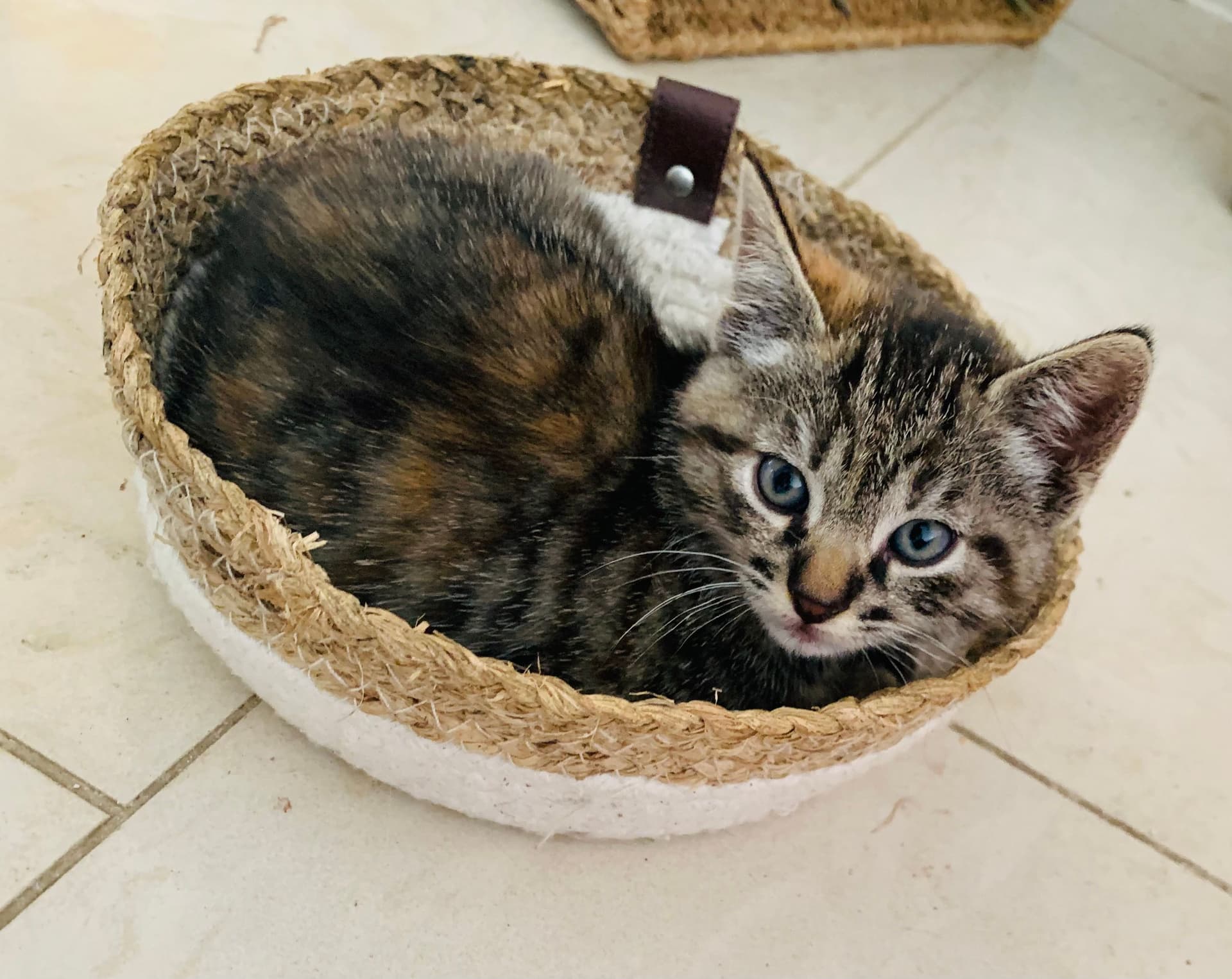 Europese Korthaar kitten te koop in Abcoude / Vinkeveen: Supermooi kitten(s) abcoude, Vinkeveen op zoek naar liefdevol nieuw huis, foto 3