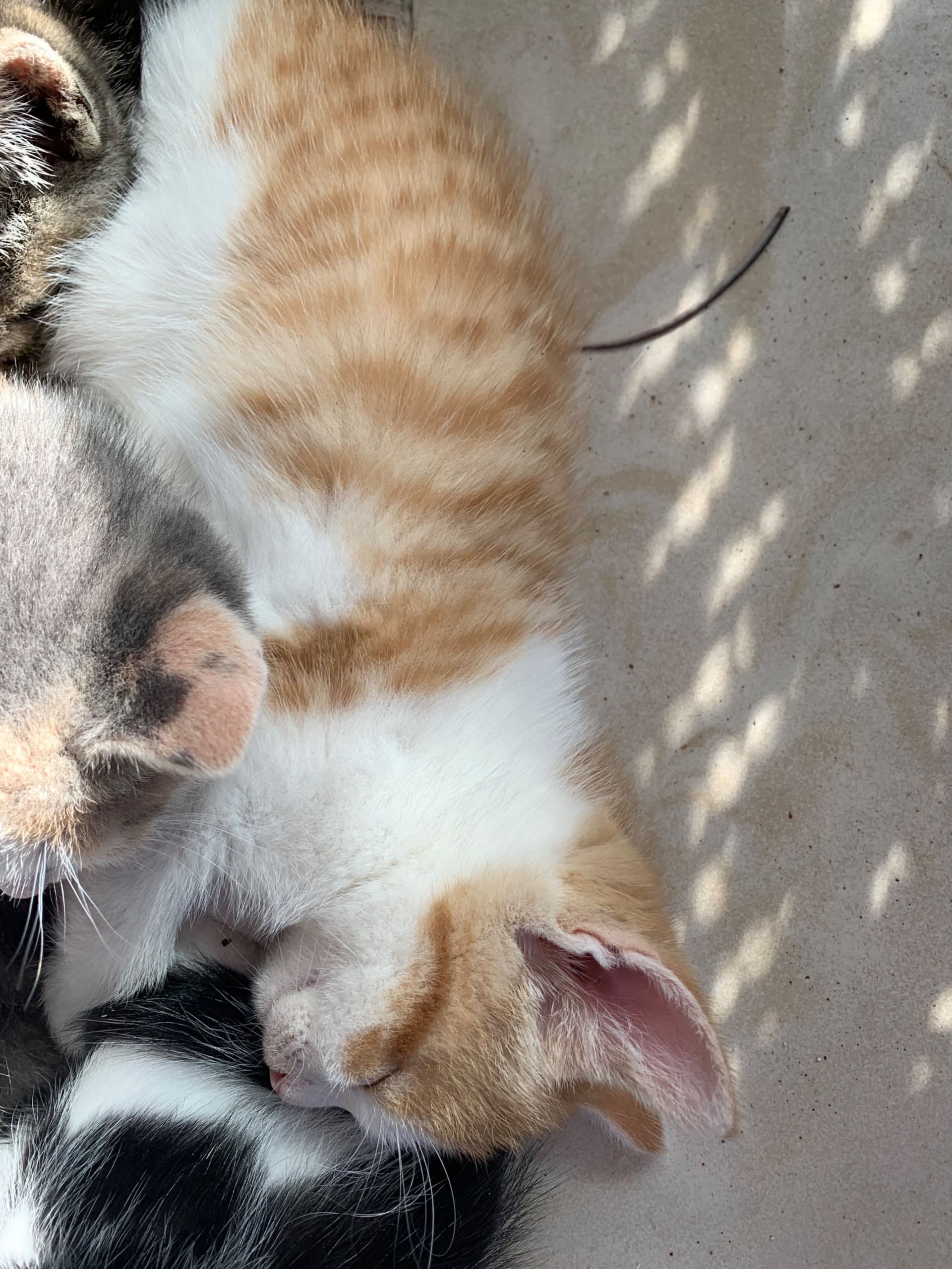 Europese Korthaar kitten te koop in Abcoude / Vinkeveen: Supermooi kitten(s) abcoude, Vinkeveen op zoek naar liefdevol nieuw huis, foto 4