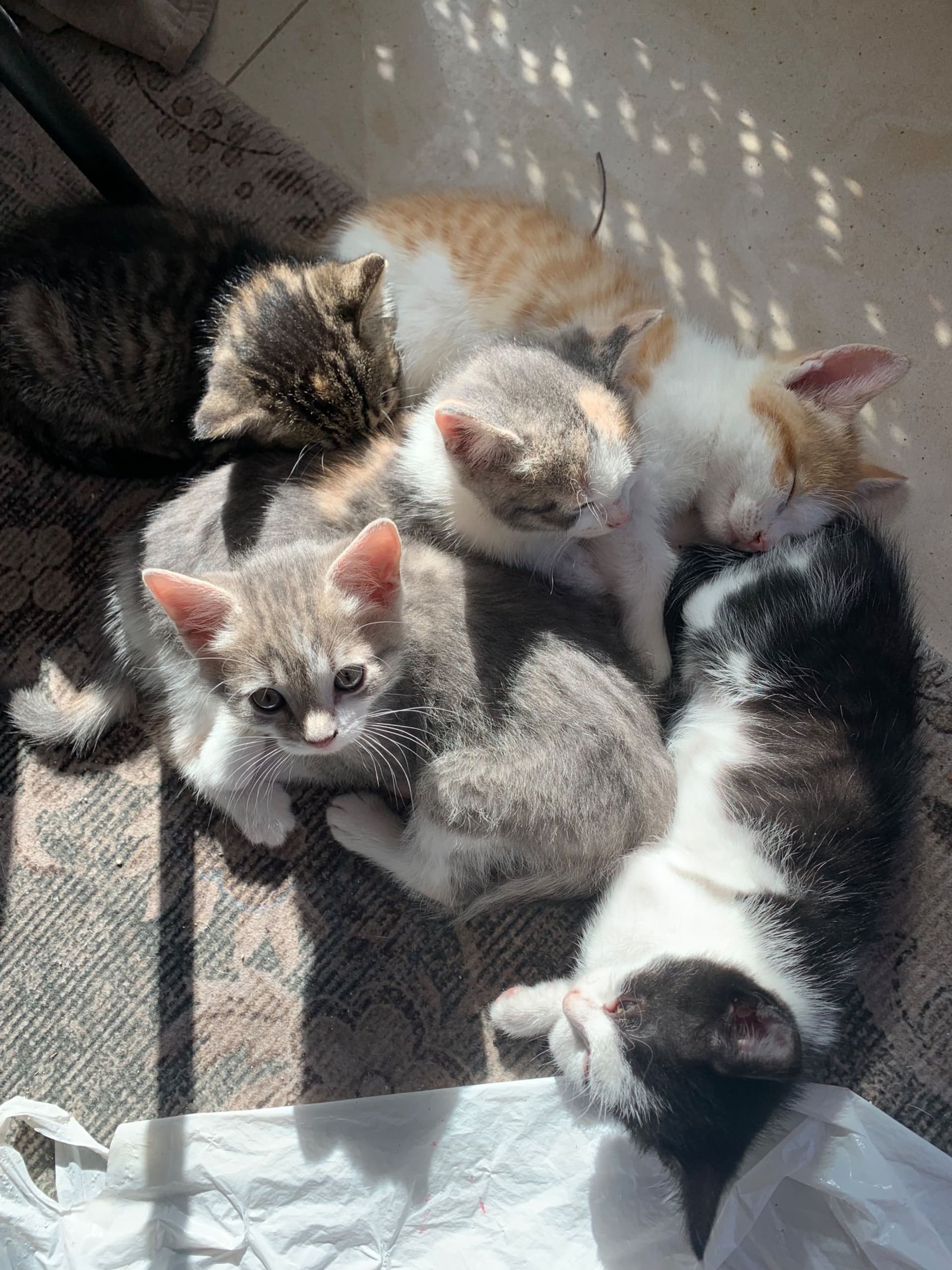 Europese Korthaar kitten te koop in Abcoude / Vinkeveen: Supermooi kitten(s) abcoude, Vinkeveen op zoek naar liefdevol nieuw huis, foto 5