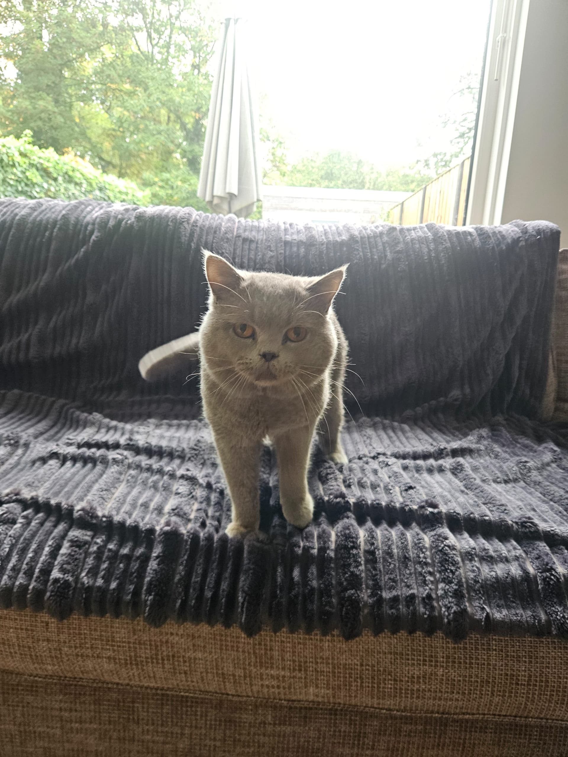 Brits Korthaar kitten te koop in Venlo: Britse Korthaar 2.5 jaar, foto 2