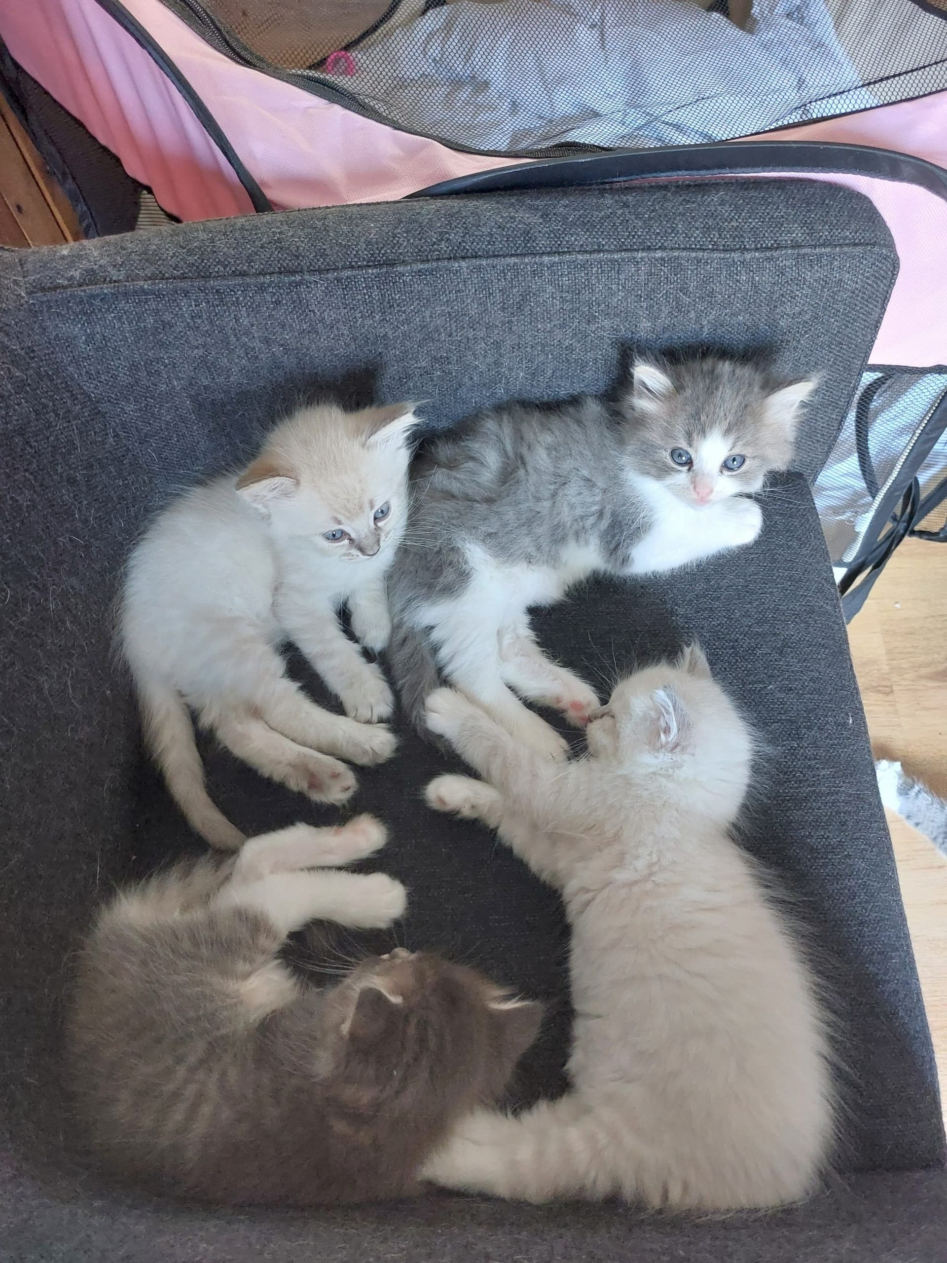 Ragdoll kitten te koop in De Lier: ragdoll kittens zijn klaar om naar hun for ever home te gaan, foto 2