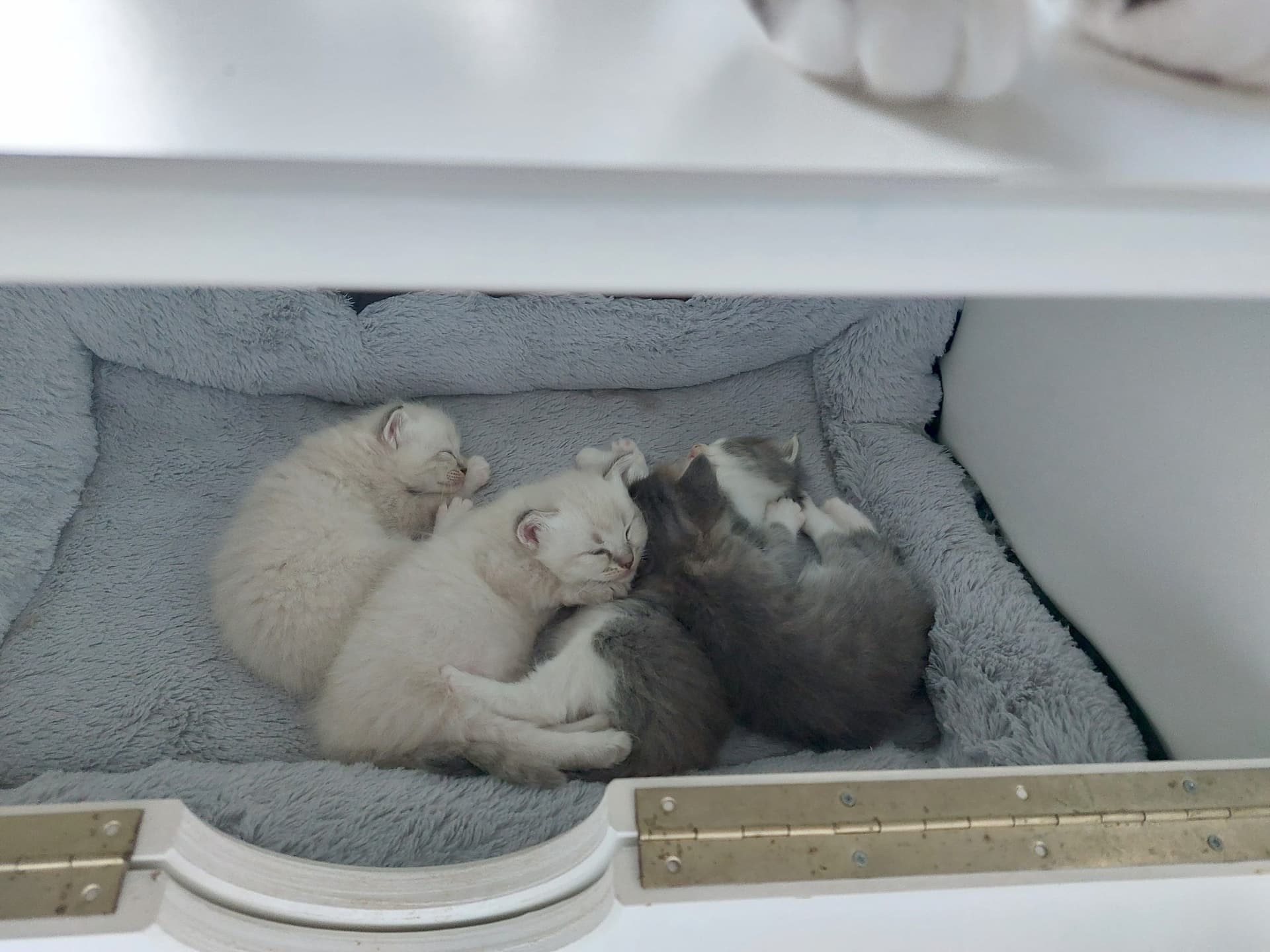 Ragdoll kitten te koop in De Lier: ragdoll kittens zijn klaar om naar hun for ever home te gaan, foto 3