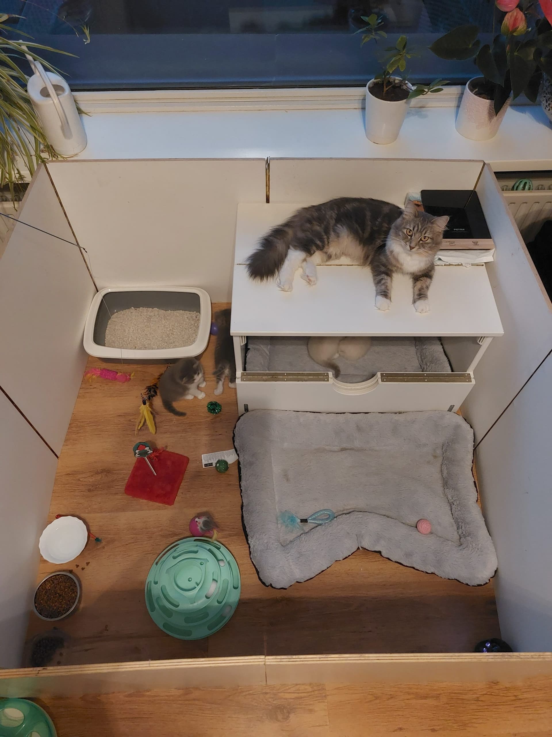Ragdoll kitten te koop in De Lier: ragdoll kittens zijn klaar om naar hun for ever home te gaan, foto 4