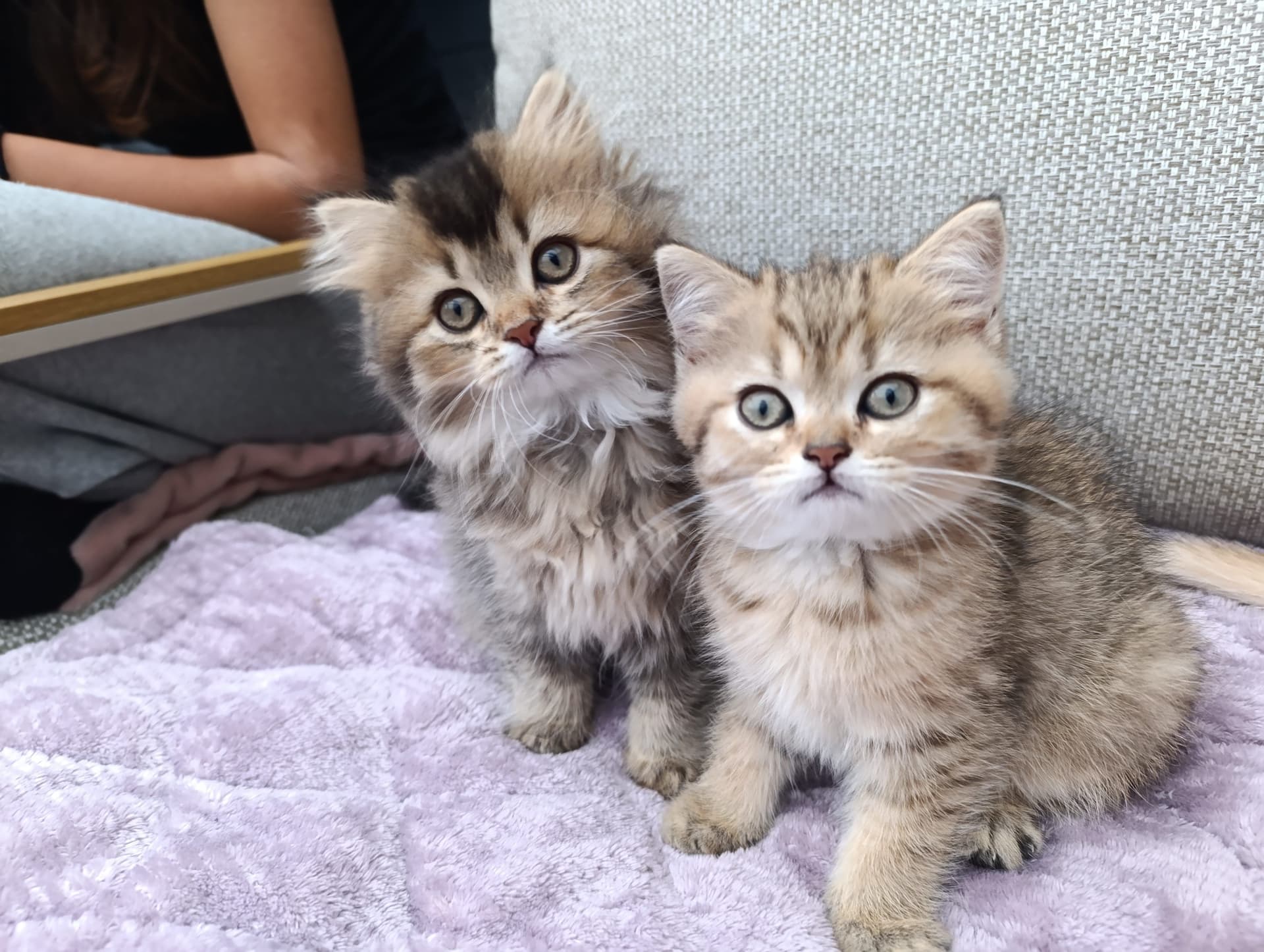 Brits Korthaar kitten te koop in WERKENDAM: Brits korthaar en langhaar kittens, foto 2