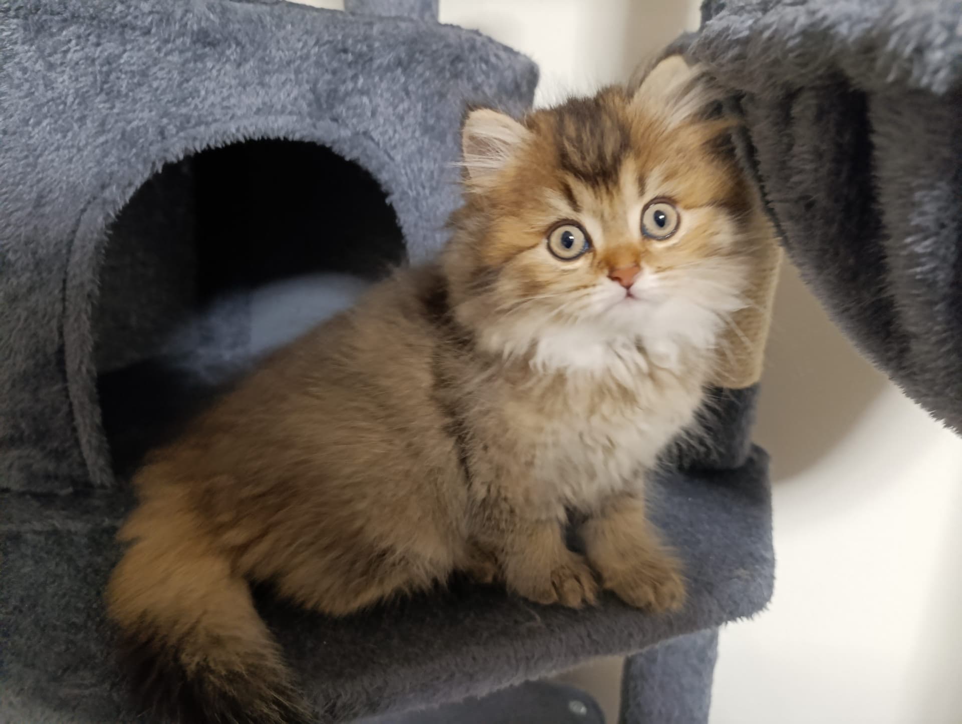 Brits Korthaar kitten te koop in WERKENDAM: Brits korthaar en langhaar kittens, foto 3