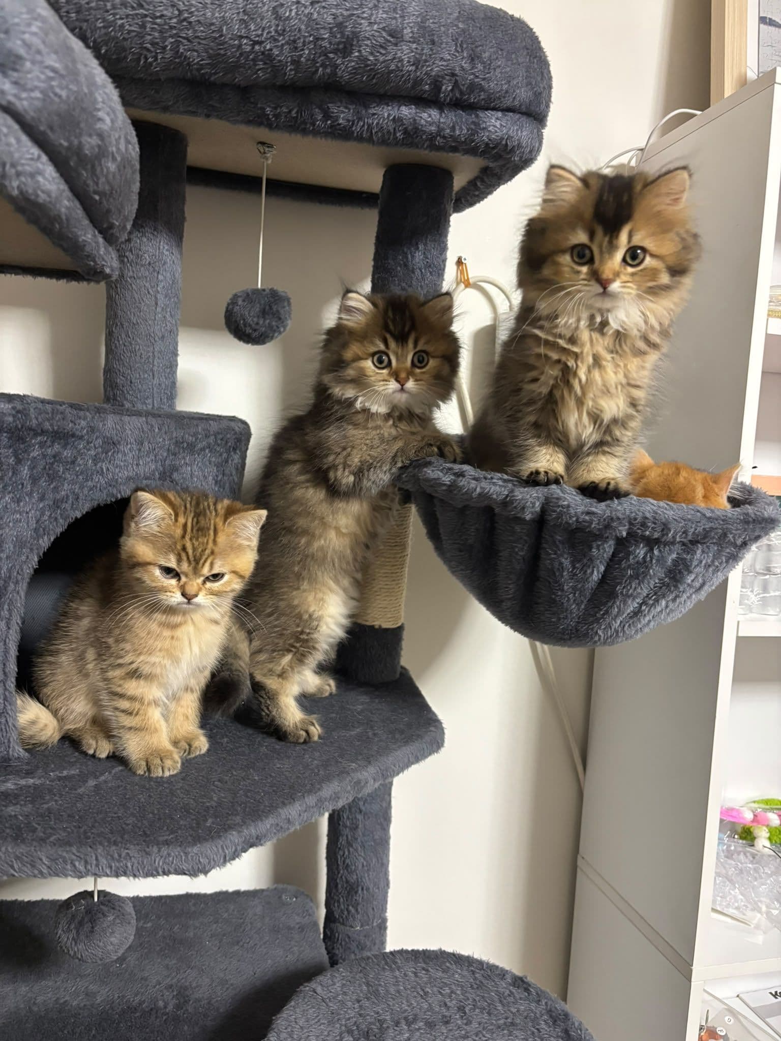 Brits Korthaar kitten te koop in WERKENDAM: Brits korthaar en langhaar kittens, foto 4