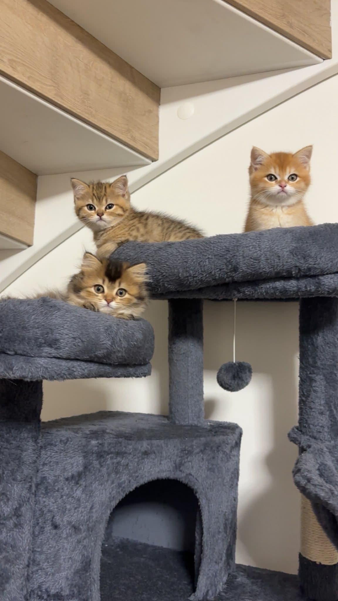 Brits Korthaar kitten te koop in WERKENDAM: Brits korthaar en langhaar kittens, foto 5