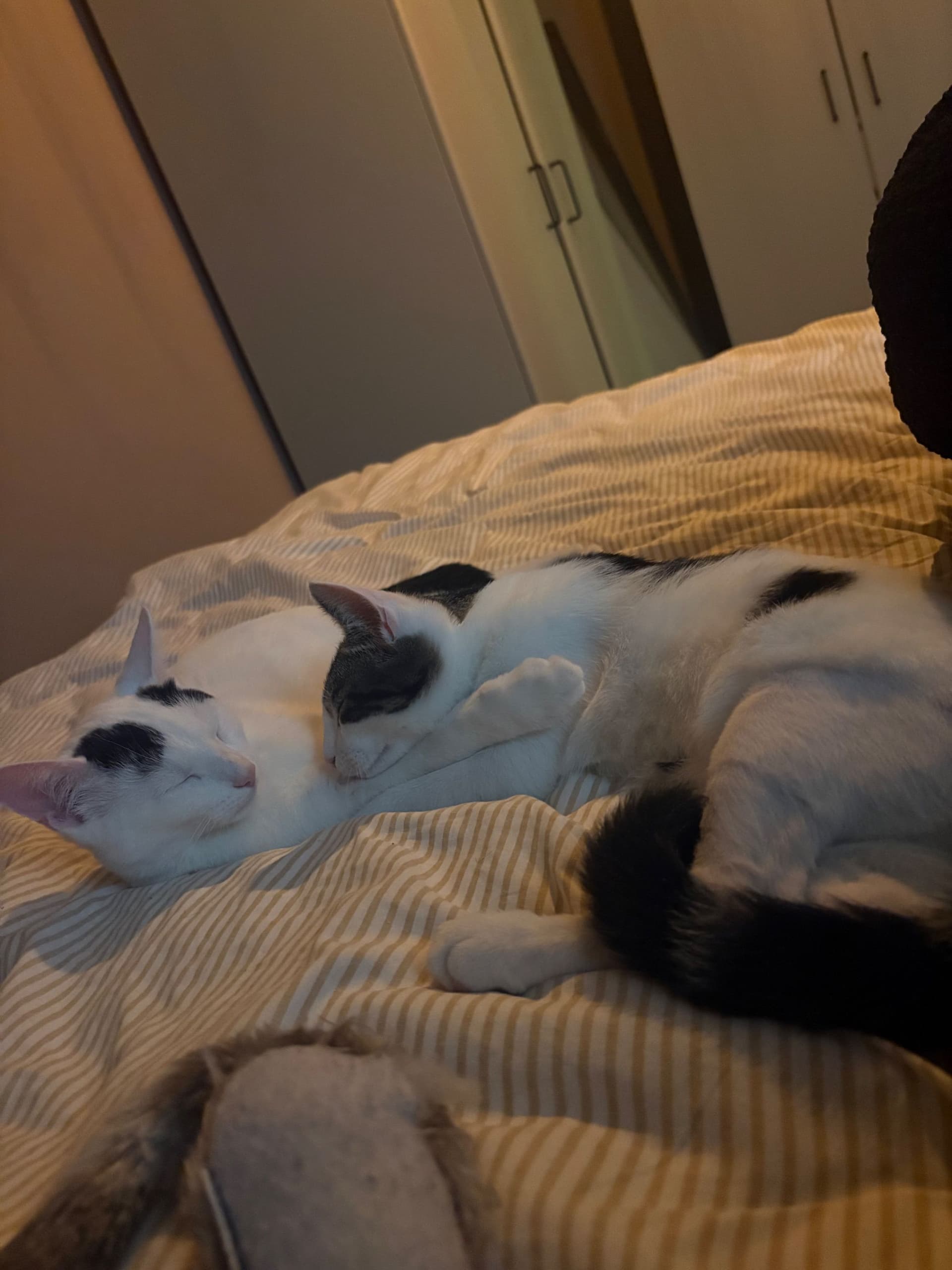 Europese Korthaar kitten te koop in Apeldoorn: 2 Europese korthaartjes., foto 3