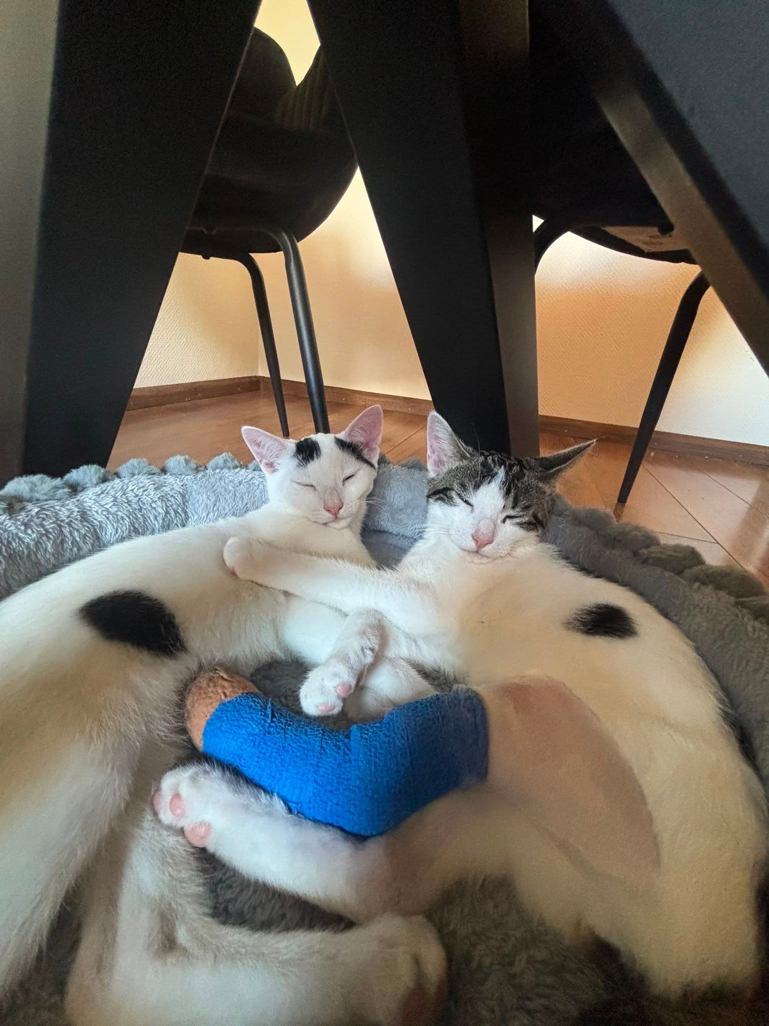 Europese Korthaar kitten te koop in Apeldoorn: 2 Europese korthaartjes., foto 4