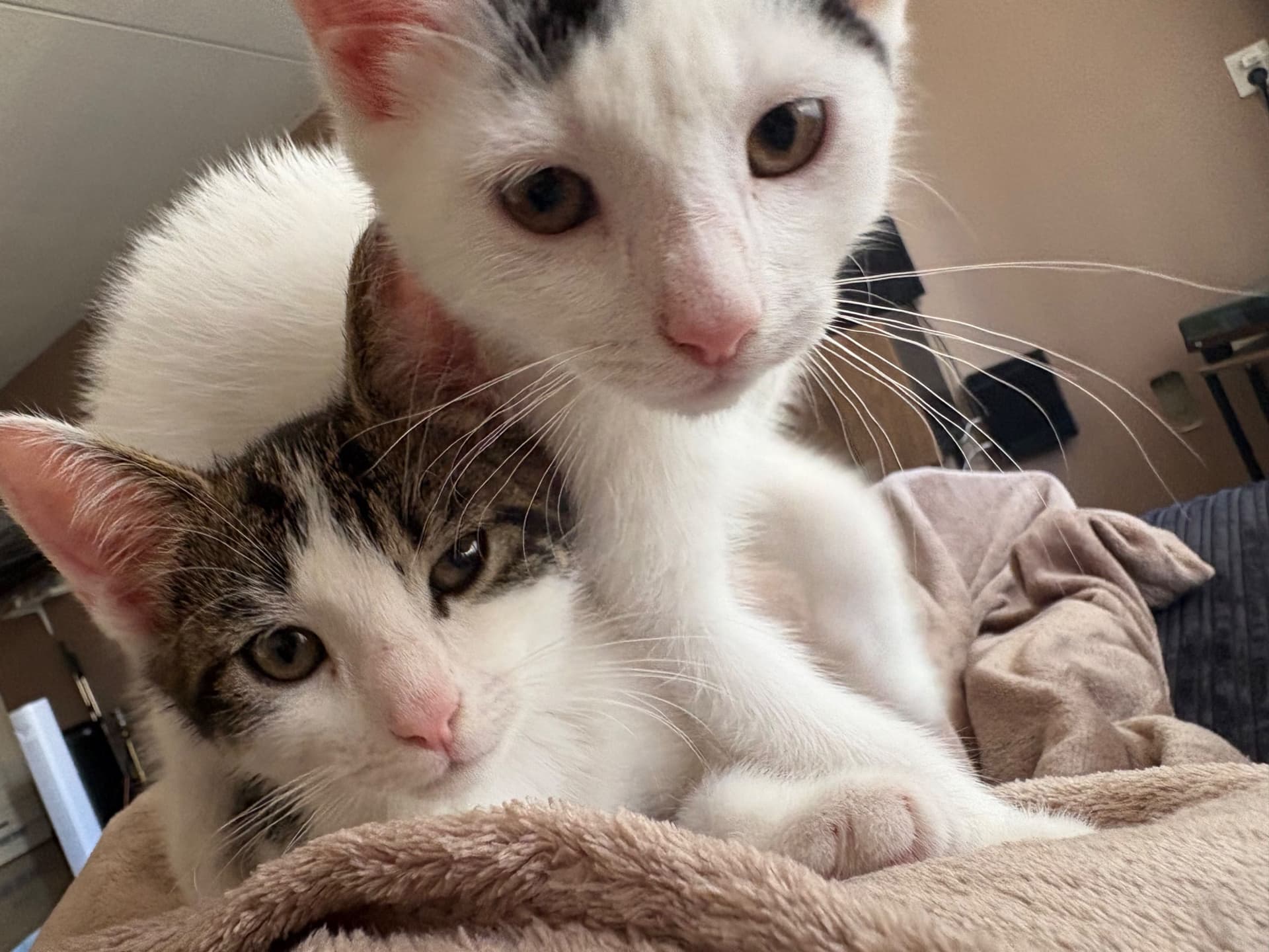 Europese Korthaar kitten te koop in Apeldoorn: 2 Europese korthaartjes., foto 5