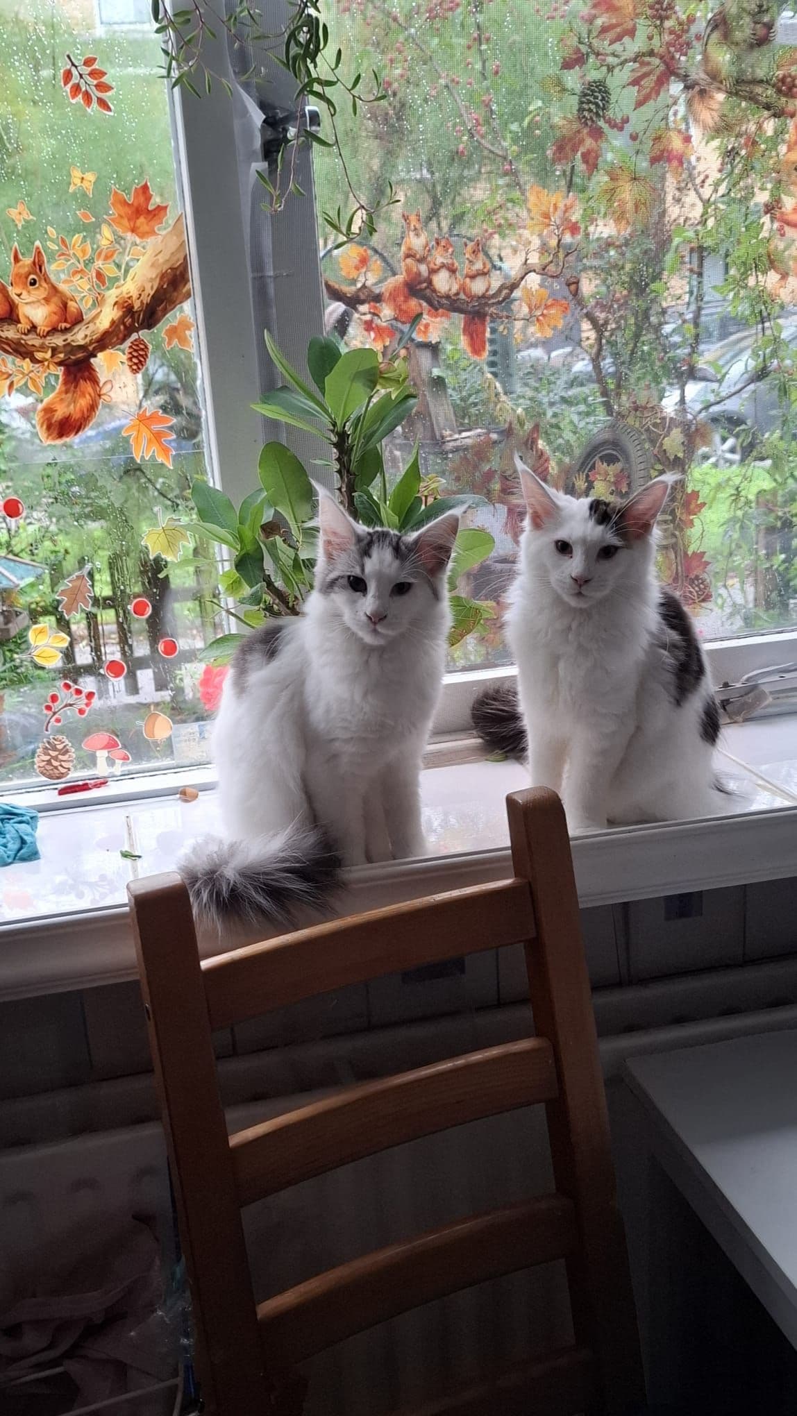 Maine Coon kitten te koop in Rotterdam: Mainecoon zusjes zoeken huisje, foto 2
