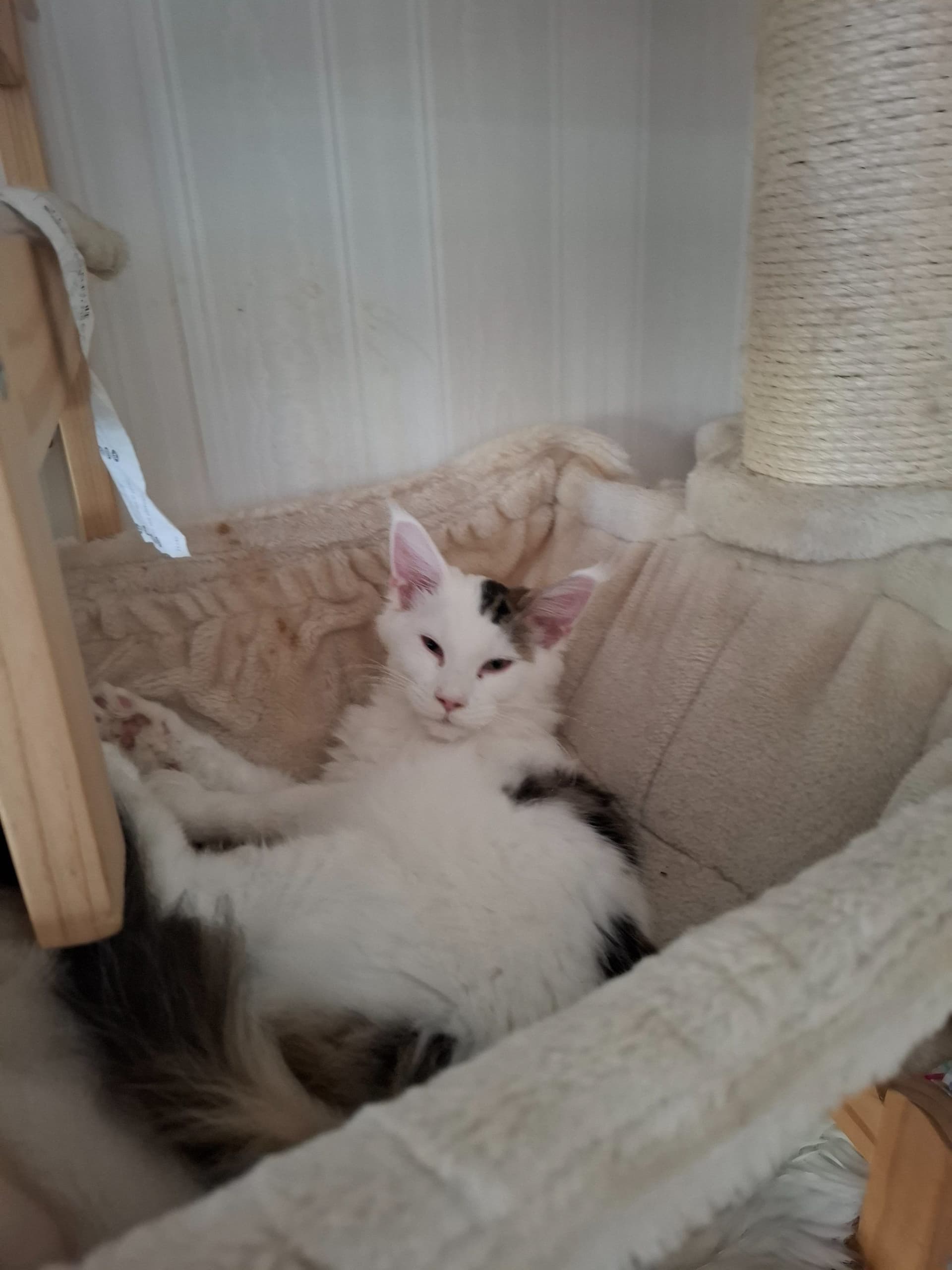 Maine Coon kitten te koop in Rotterdam: Mainecoon zusjes zoeken huisje, foto 3