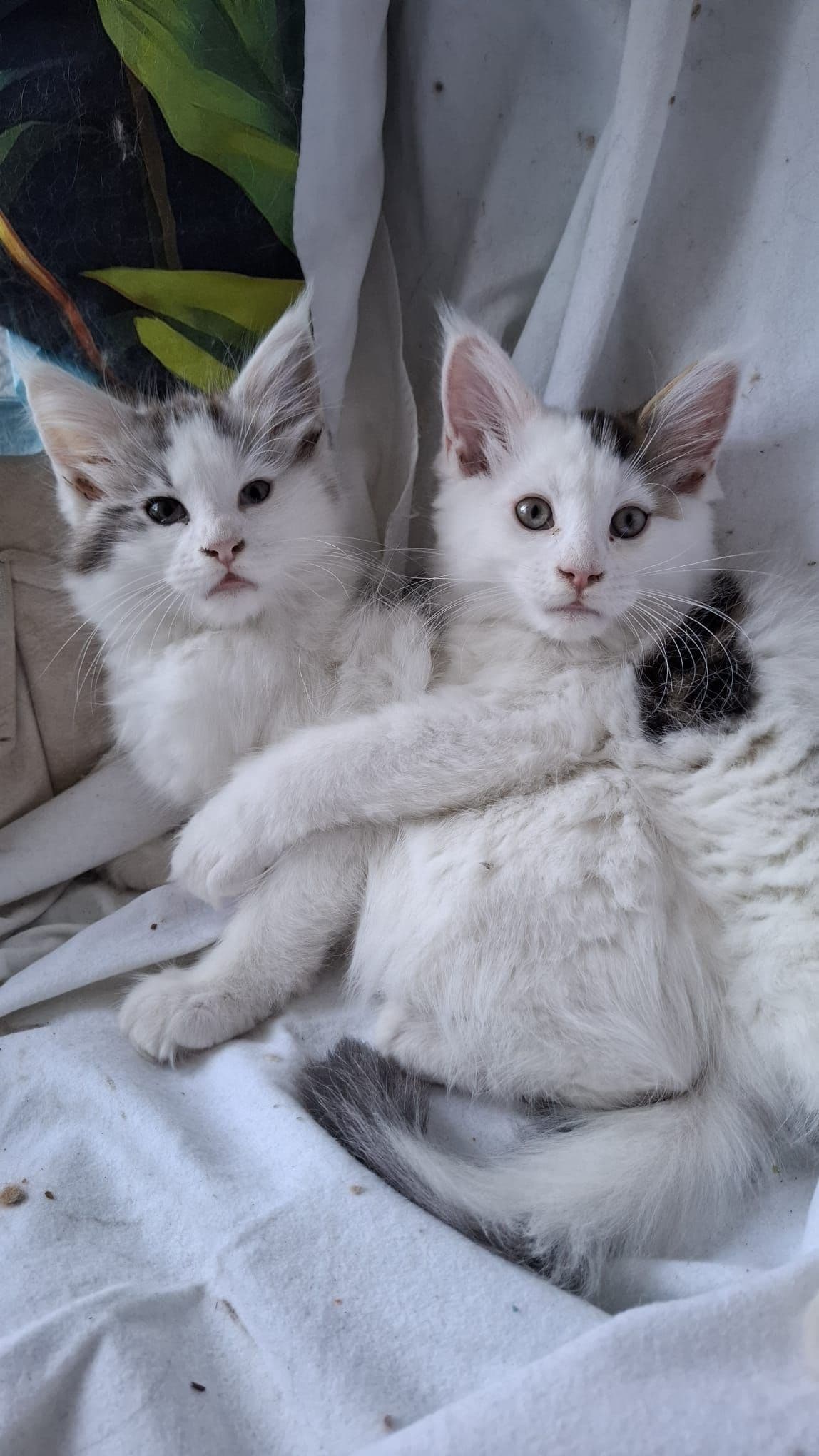 Maine Coon kitten te koop in Rotterdam: Mainecoon zusjes zoeken huisje, foto 4