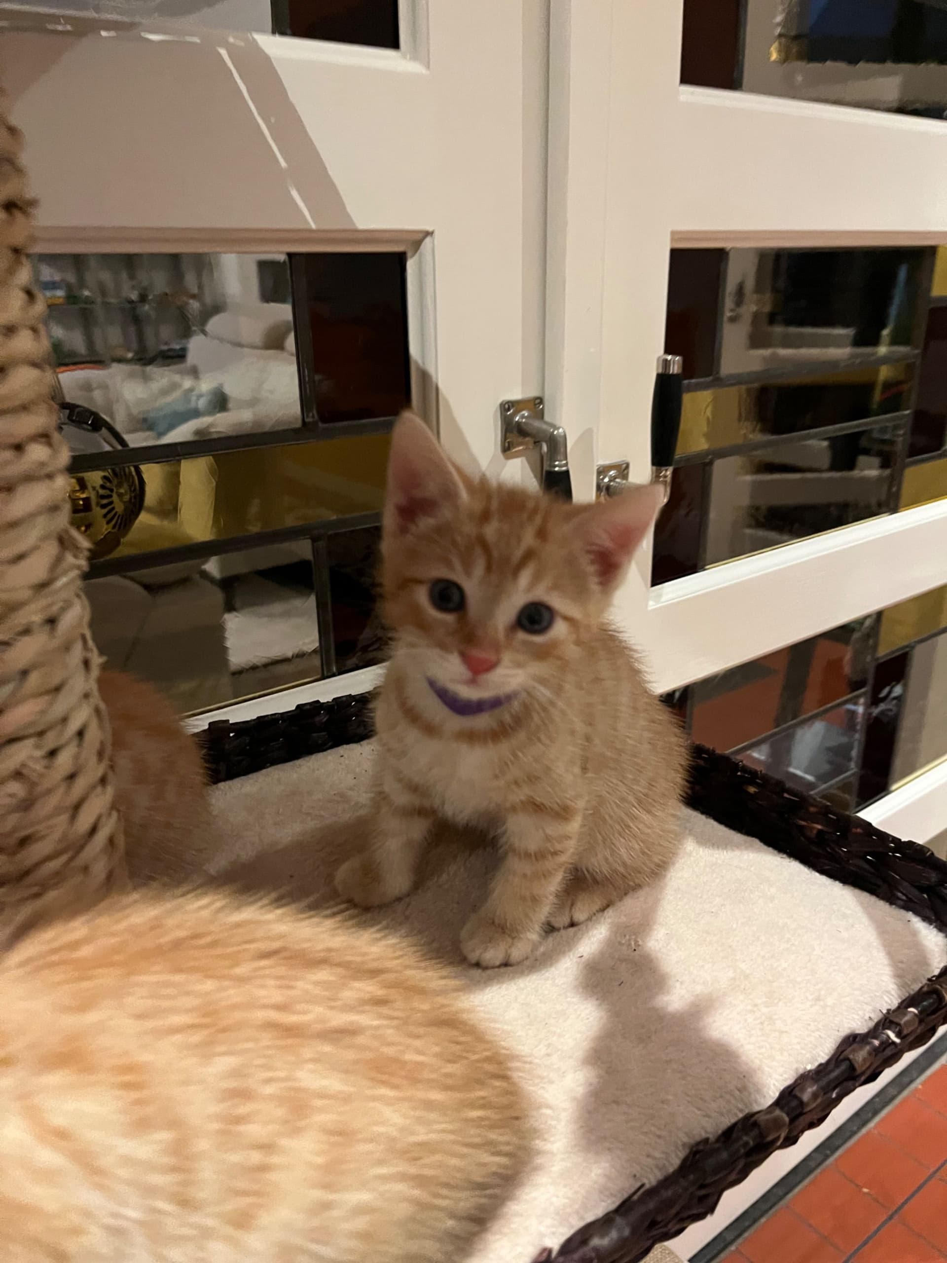 Europese Korthaar kitten te koop in Garderen: Vijf poesjes Europese korthaar, foto 2