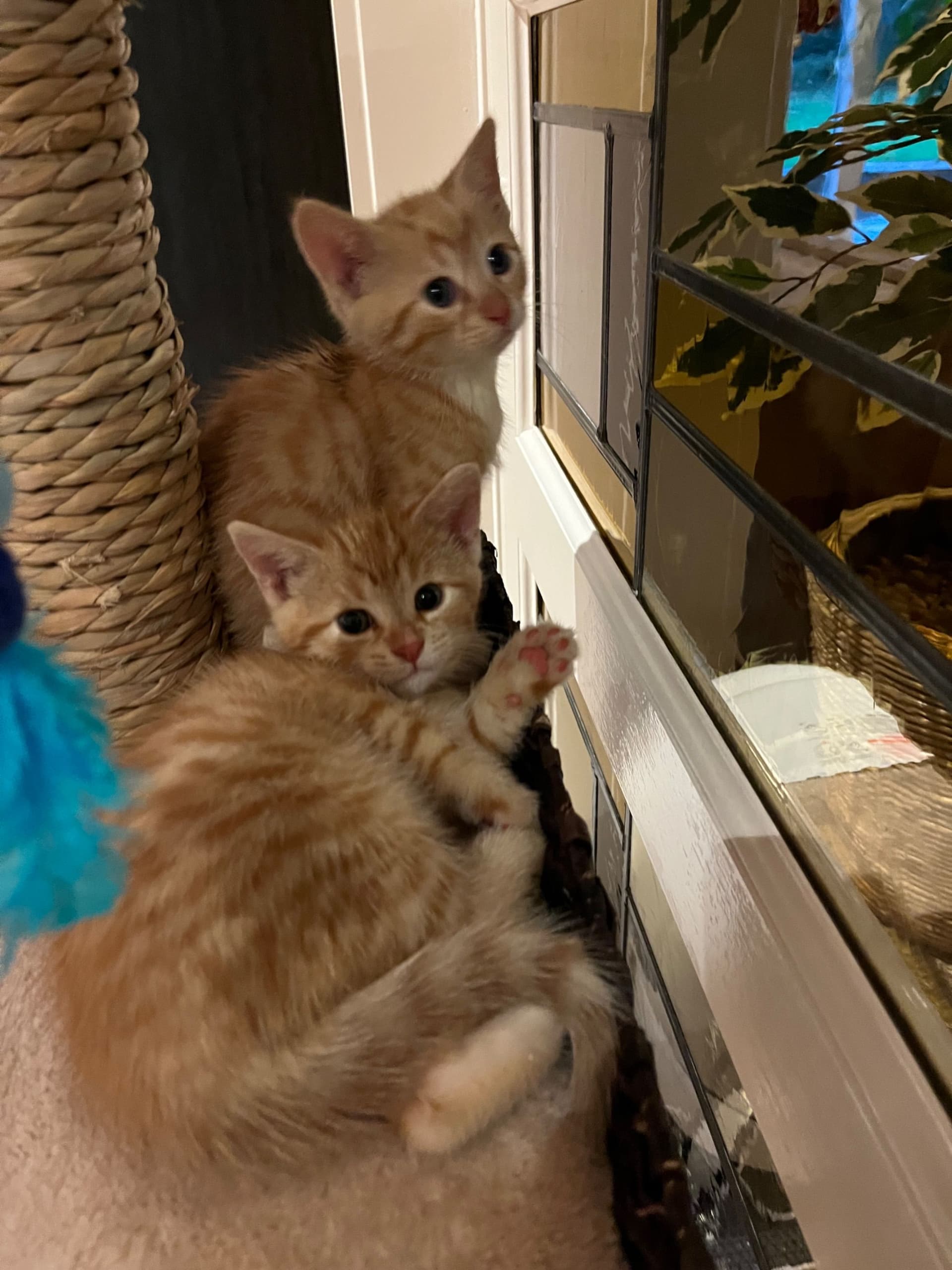 Europese Korthaar kitten te koop in Garderen: Vijf poesjes Europese korthaar, foto 3