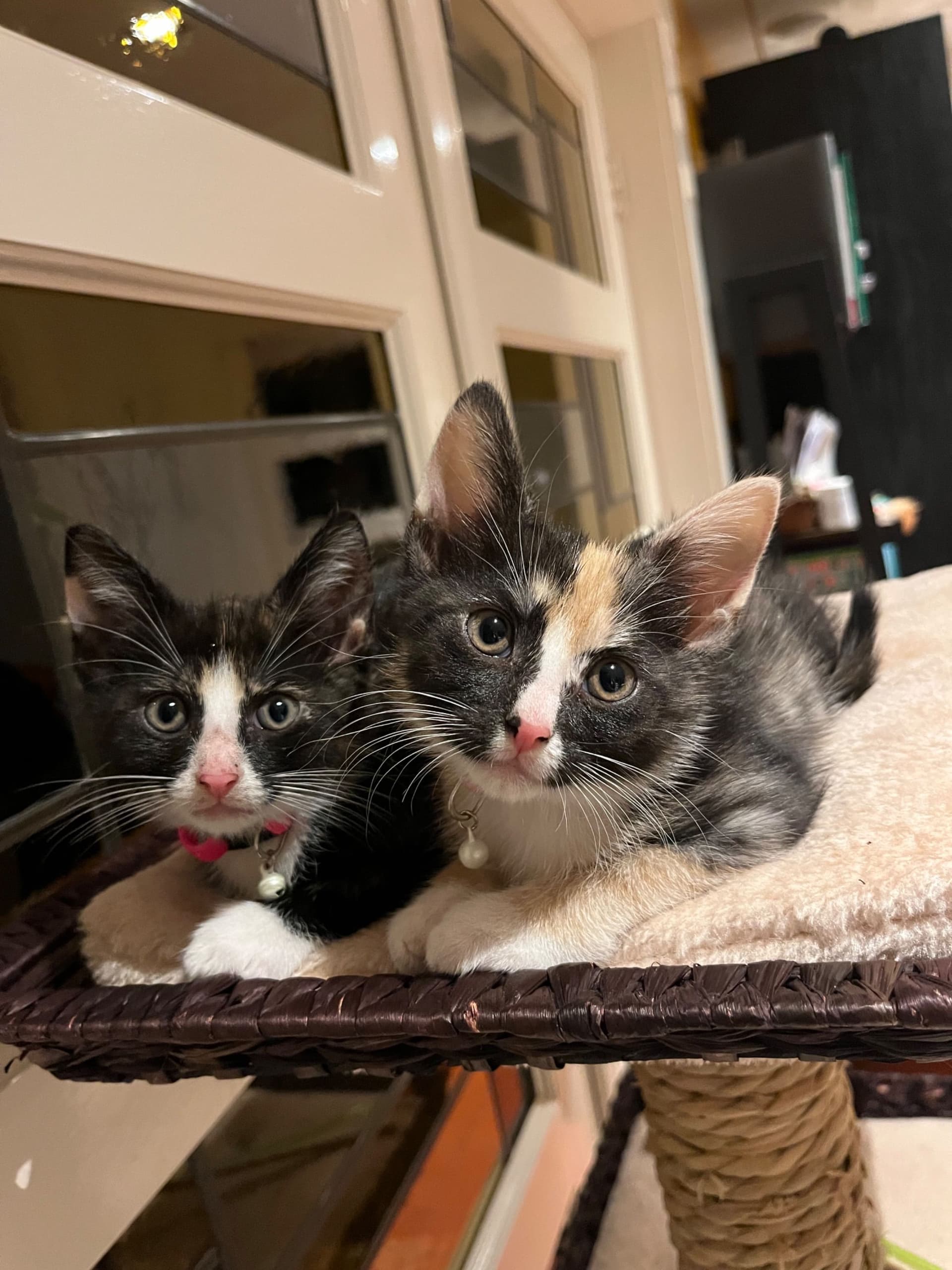 Europese Korthaar kitten te koop in Garderen: Vijf poesjes Europese korthaar, foto 4