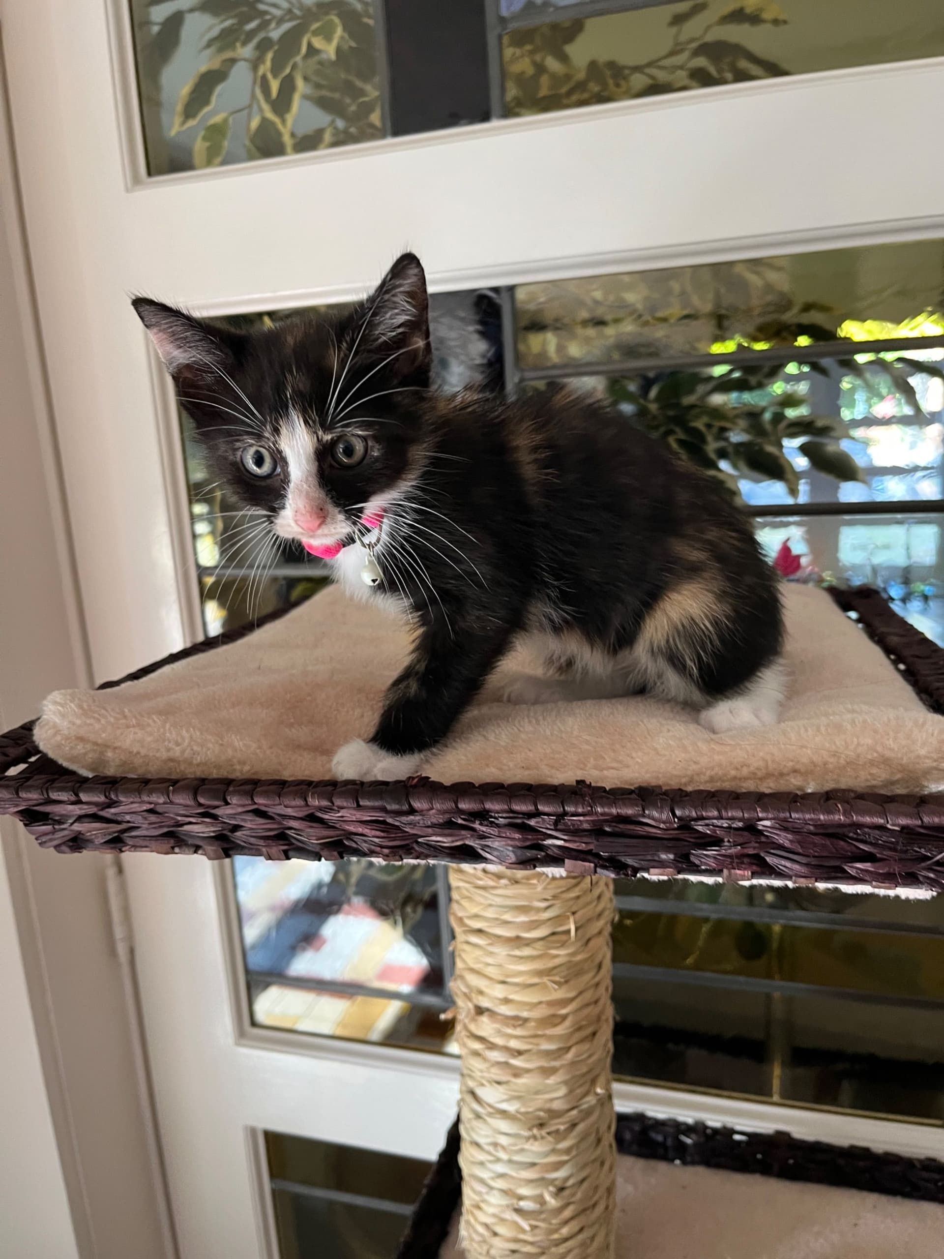 Europese Korthaar kitten te koop in Garderen: Vijf poesjes Europese korthaar, foto 5