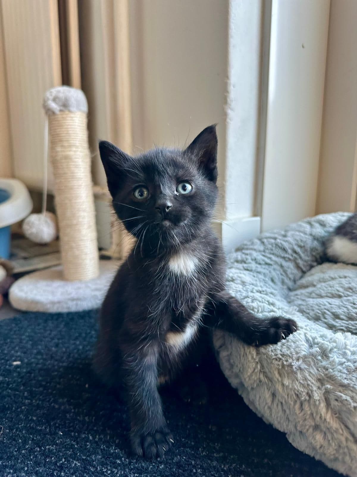 Europese Korthaar kitten te koop in Biddinghuizen: Lieve en ondernemende kittens zoeken hun nieuwe thuis, foto 2