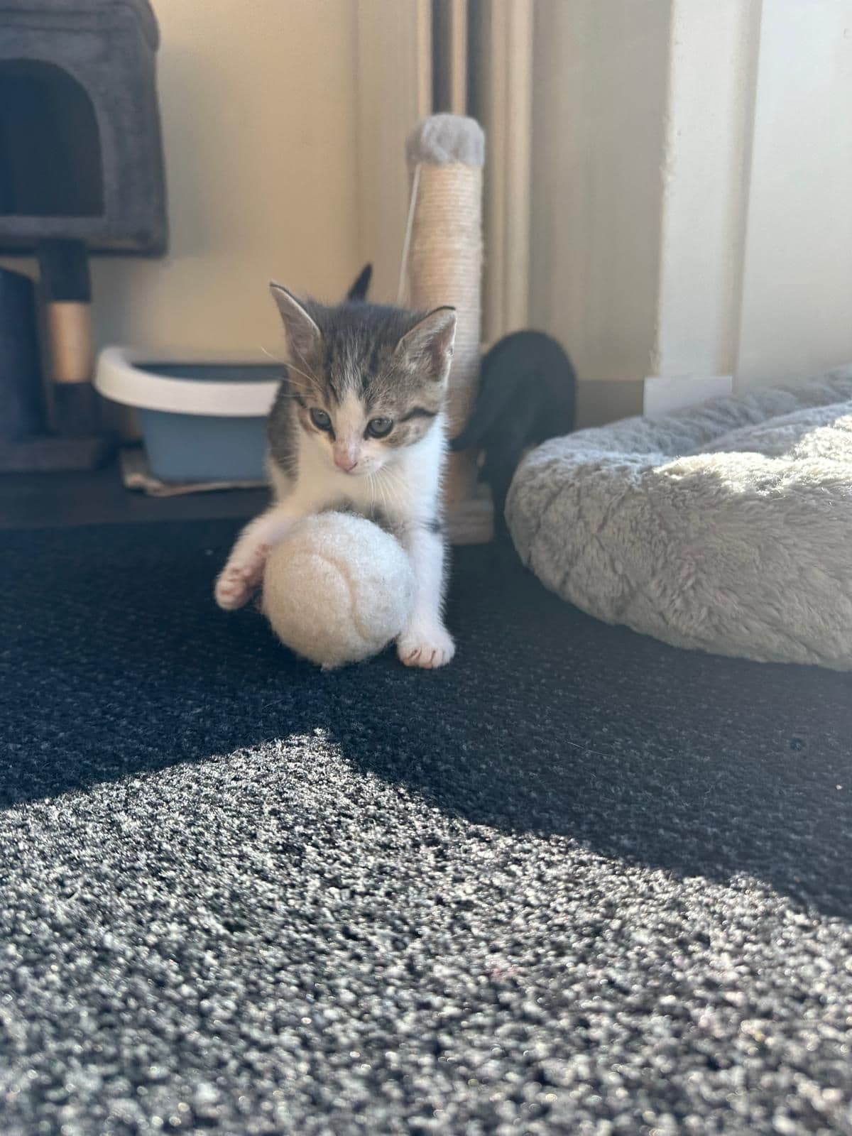 Europese Korthaar kitten te koop in Biddinghuizen: Lieve en ondernemende kittens zoeken hun nieuwe thuis, foto 3