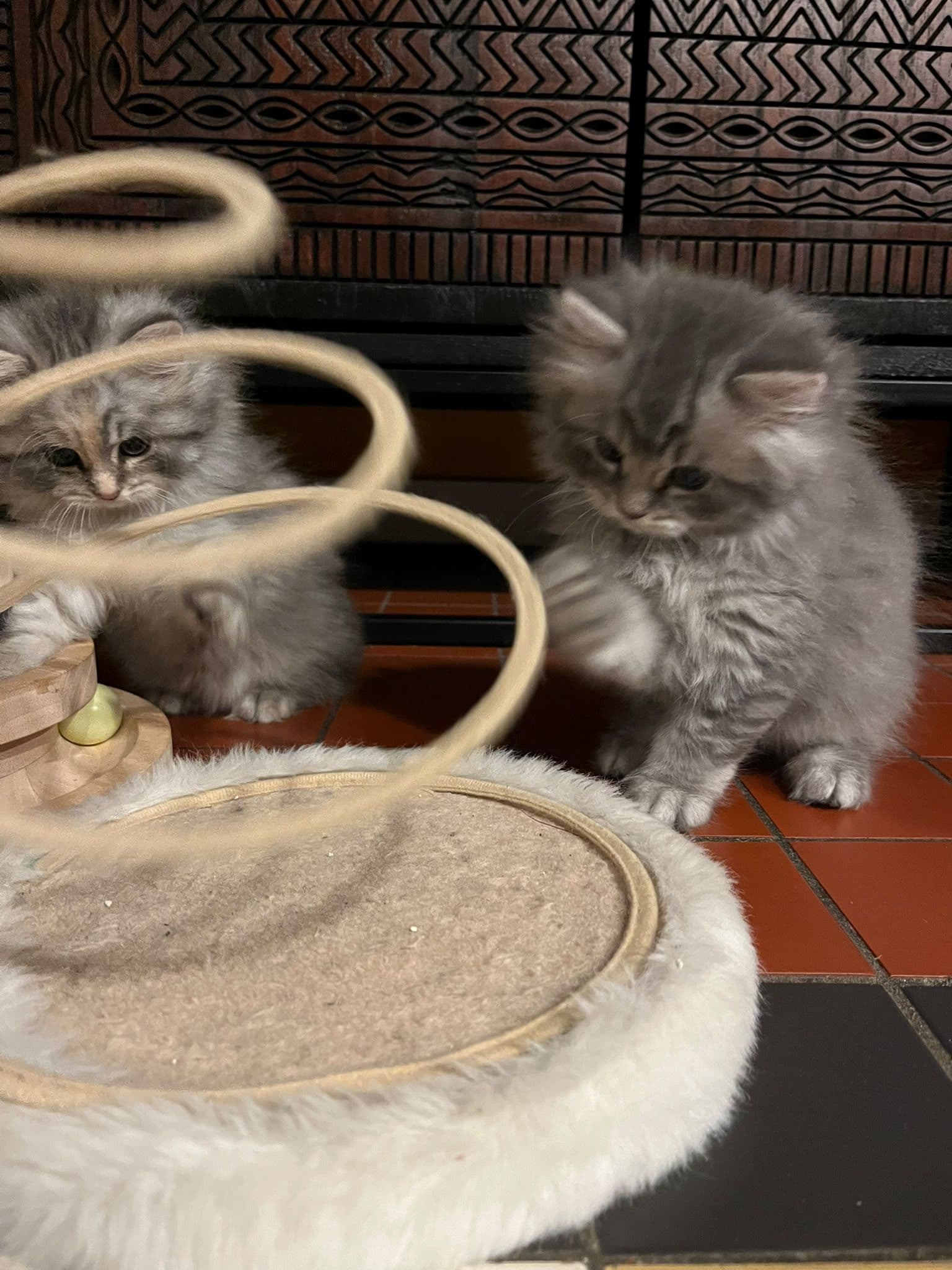Brits Langhaar kitten te koop in Ermelo: Een lieve langharige Britse langhaar katertje., foto 2