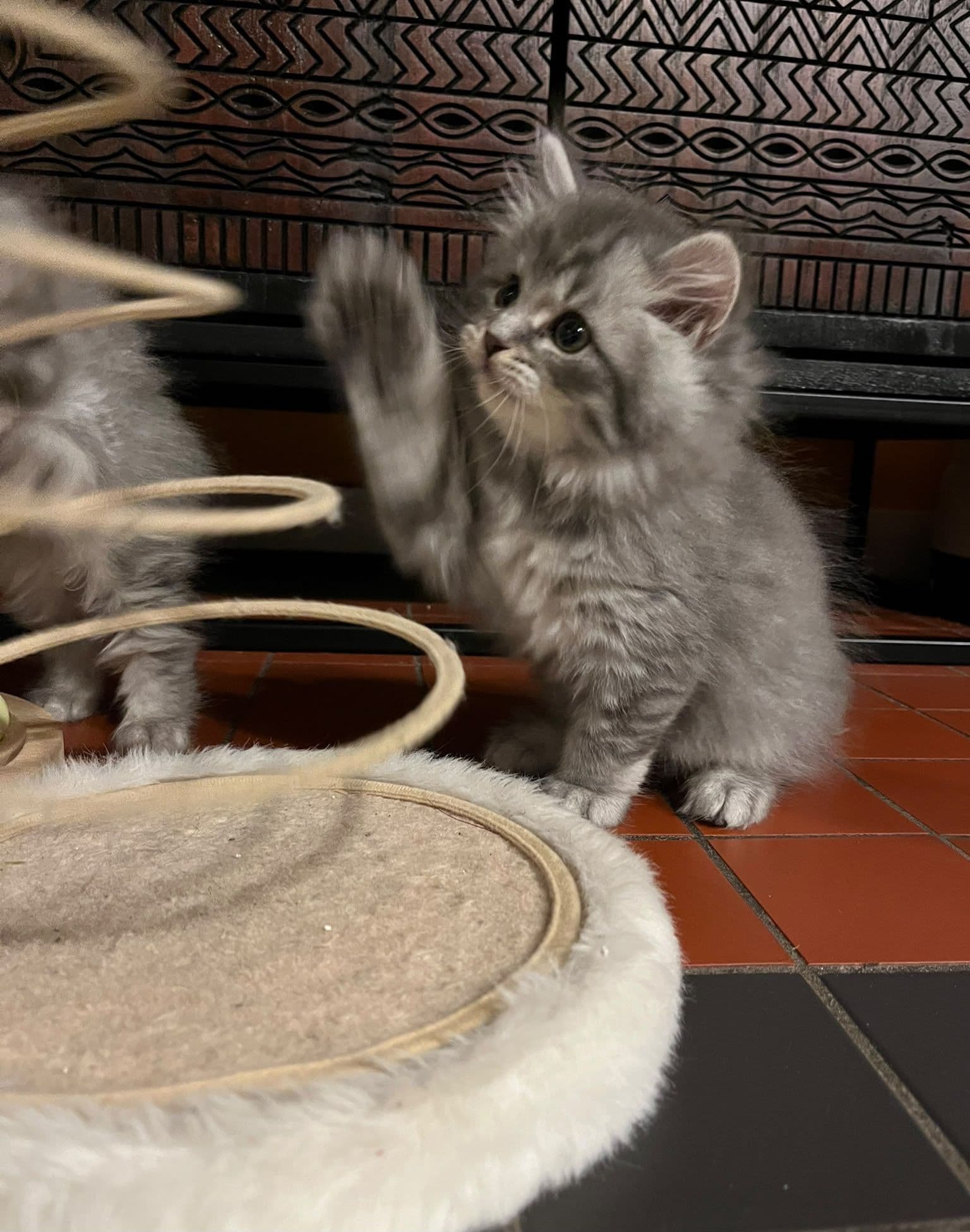 Brits Langhaar kitten te koop in Ermelo: Een lieve langharige Britse langhaar katertje., foto 3