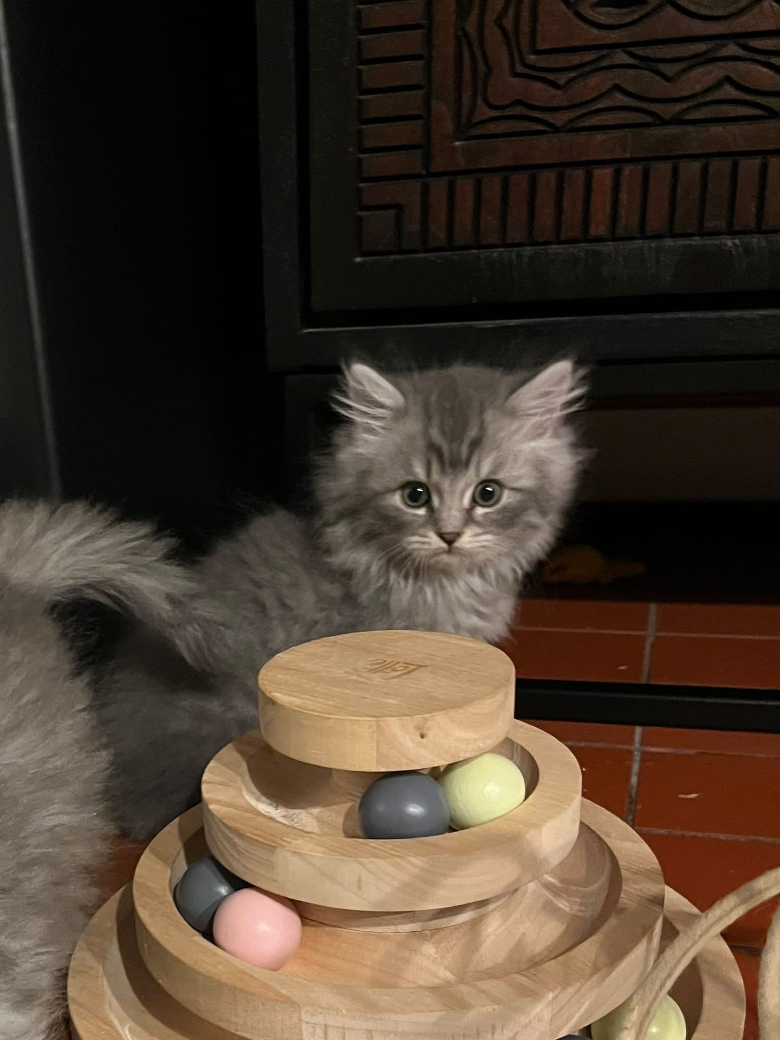 Brits Langhaar kitten te koop in Ermelo: Een lieve langharige Britse langhaar katertje., foto 4