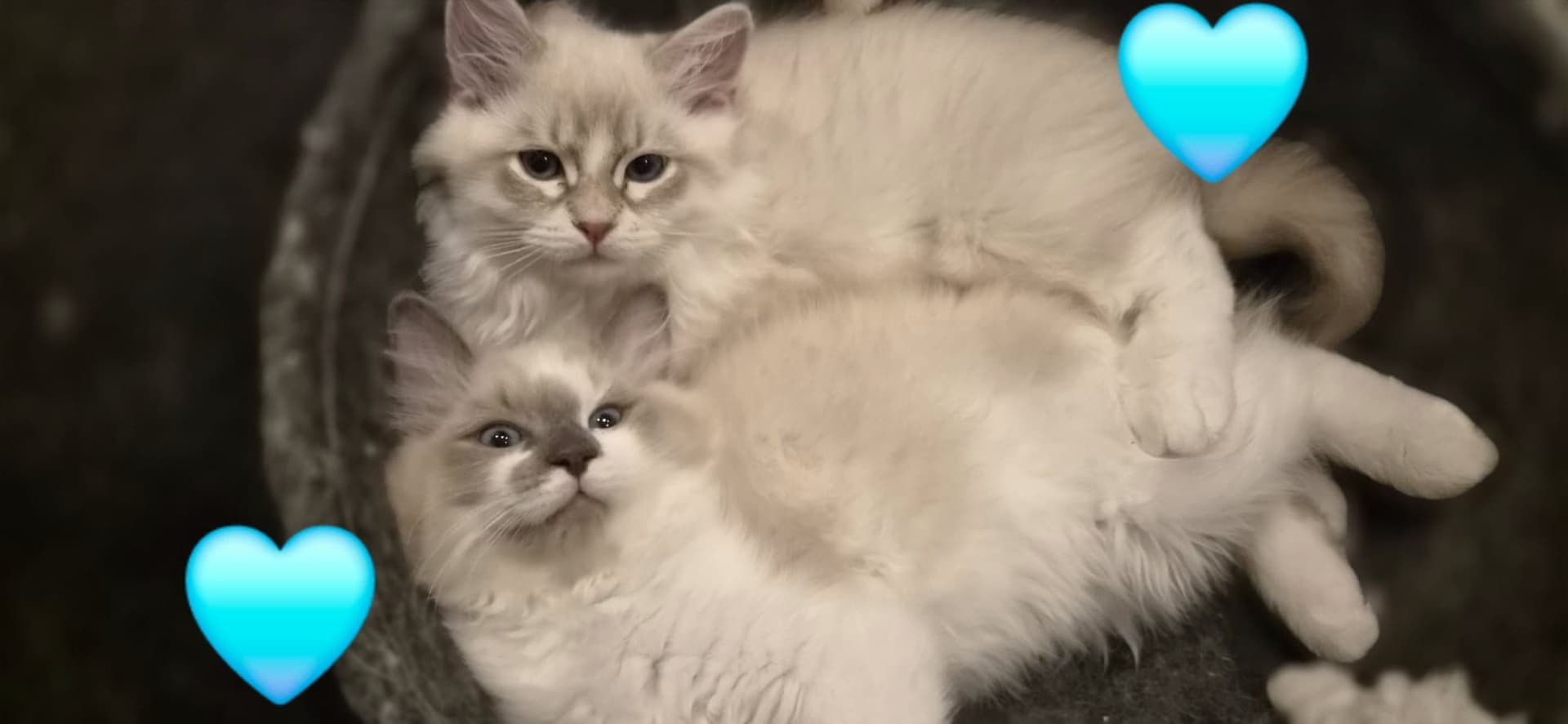 Ragdoll kitten te koop in Castricum: Lieve Ragdoll / Sibeer kittens aangeboden, foto 2