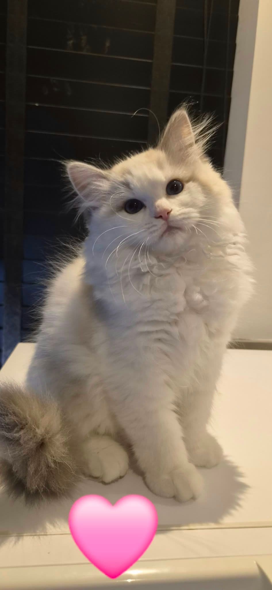 Ragdoll kitten te koop in Castricum: Lieve Ragdoll / Sibeer kittens aangeboden, foto 3