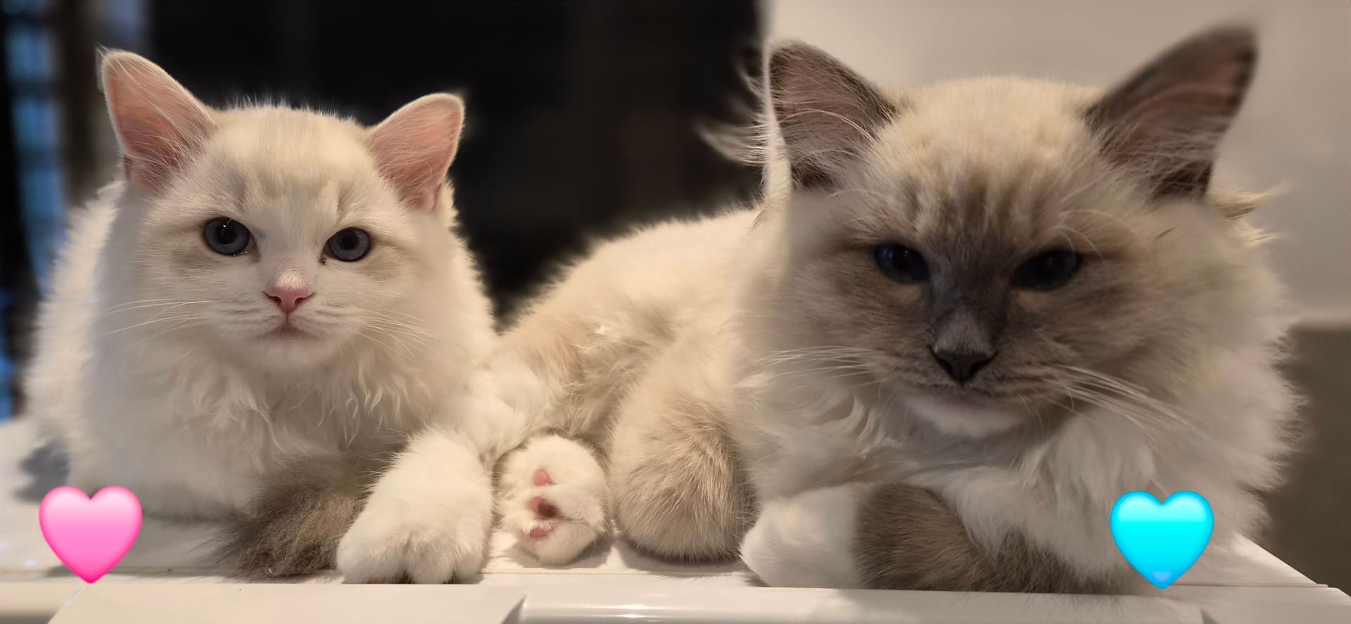 Ragdoll kitten te koop in Castricum: Lieve Ragdoll / Sibeer kittens aangeboden, foto 4